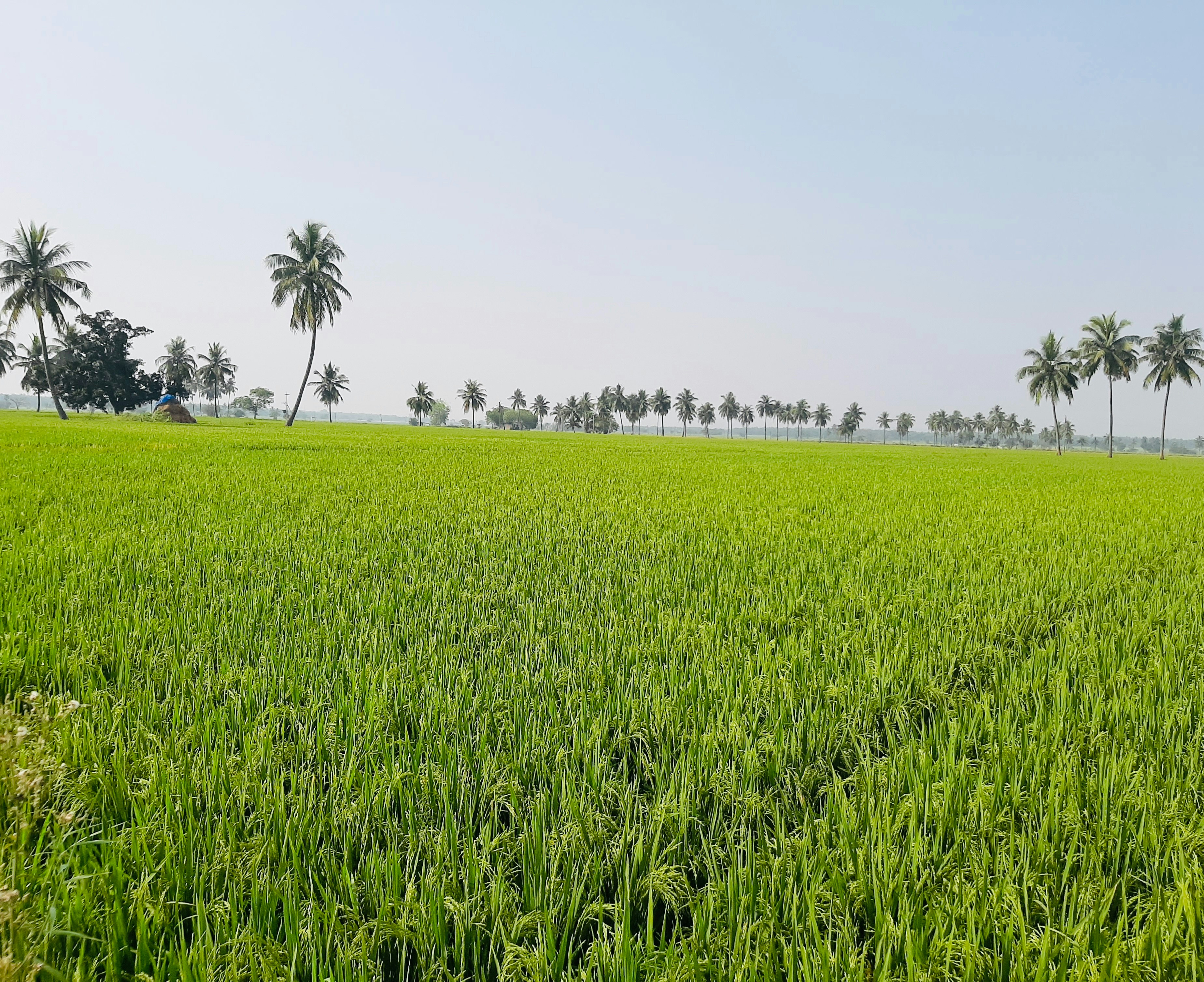 Fertilizer Stocks Pressured as US Lifts Belarus Potash Sanctions