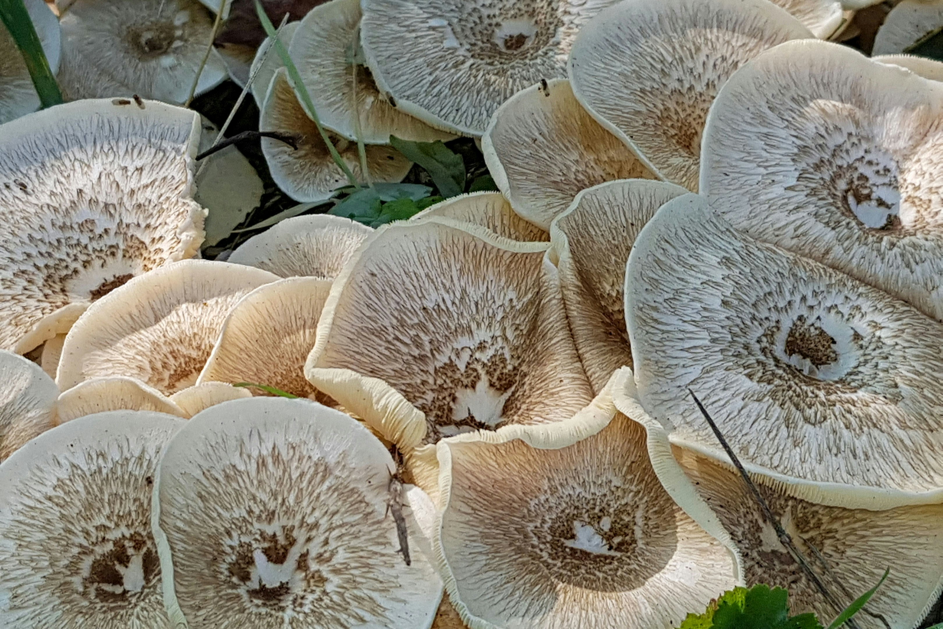 The Fungal Apocalypse (image credits: unsplash)