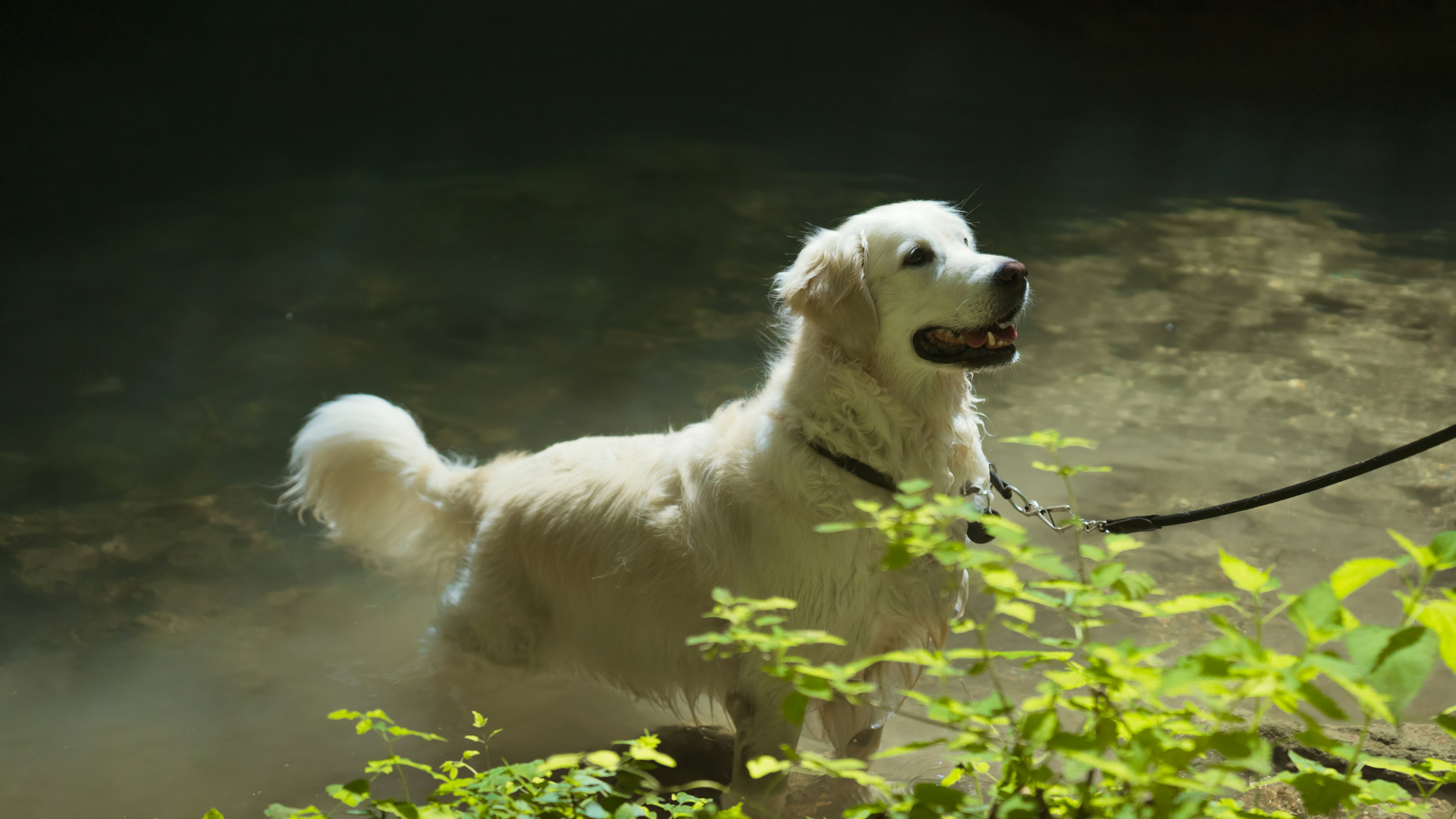 A white dog on a leash in the woods