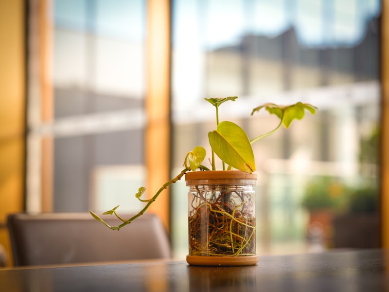 観葉植物の肥料比較｜ハイポネックス・マグァンプK等