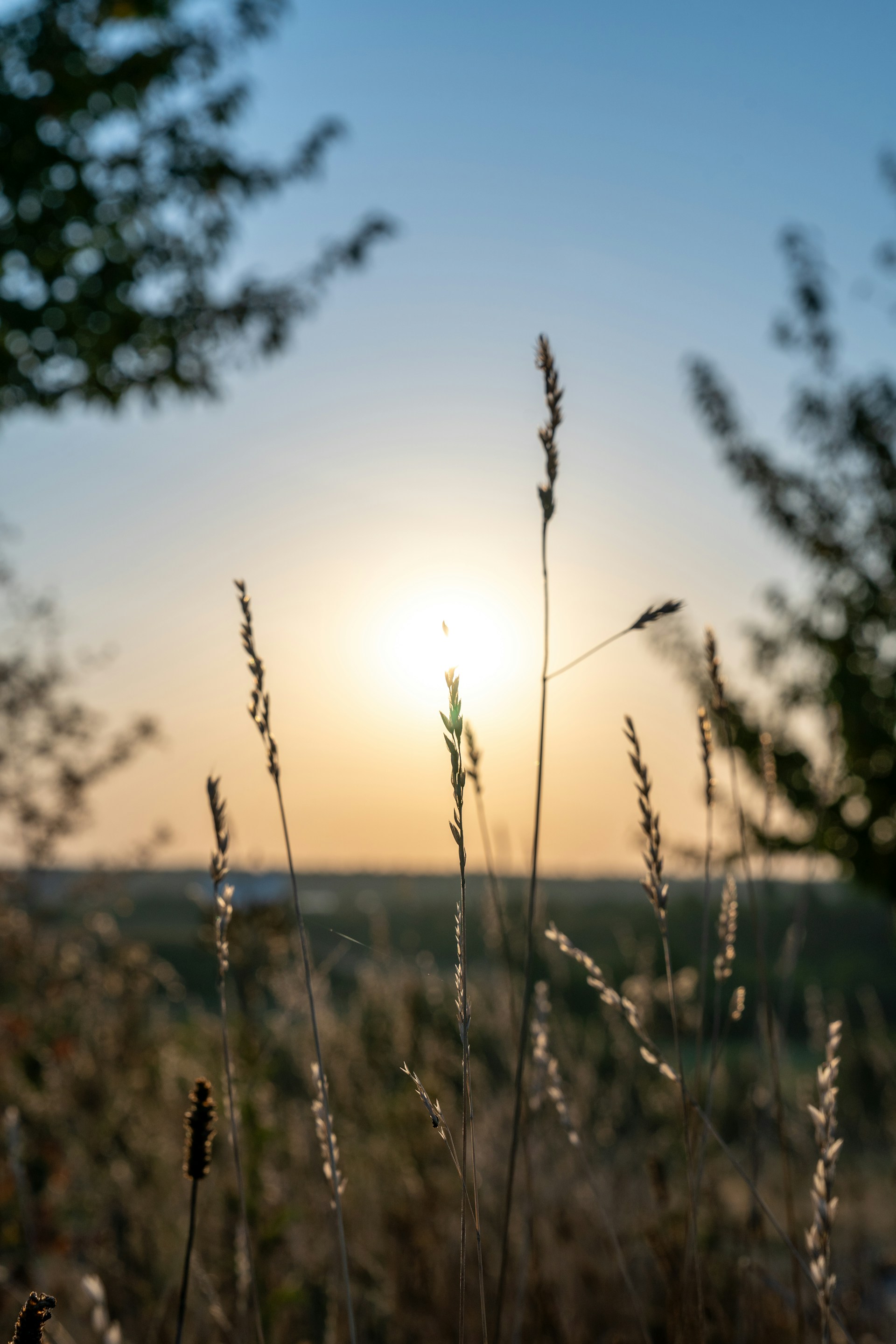 The sun is setting over a field of tall grass