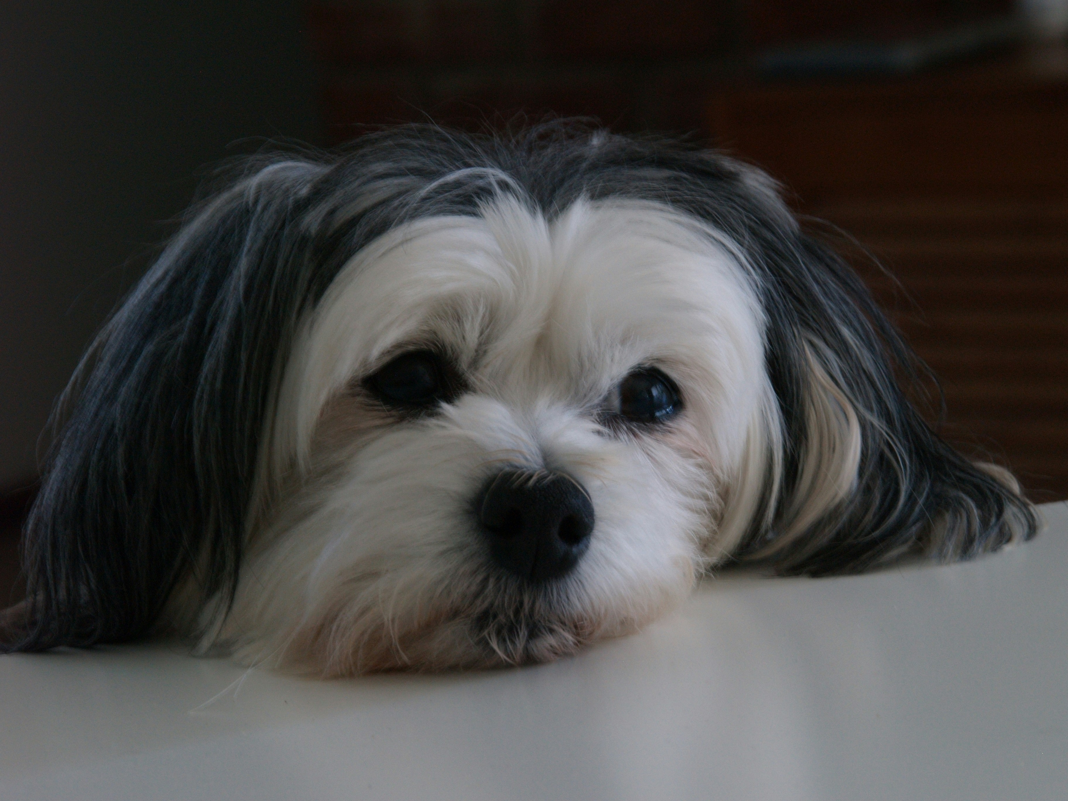 Photo by z03b3ar53km