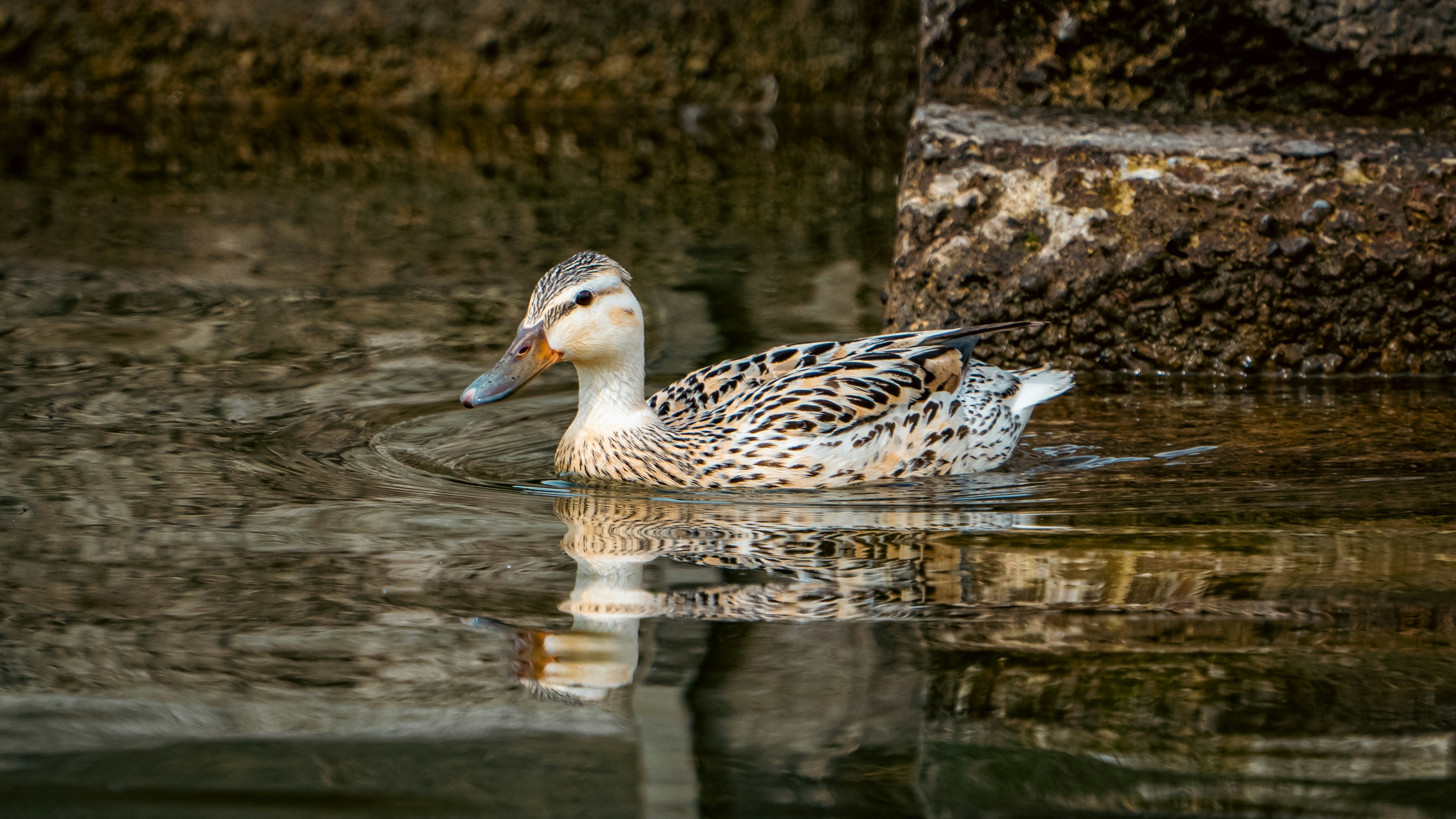 Photo by patrick_von_der_wehd