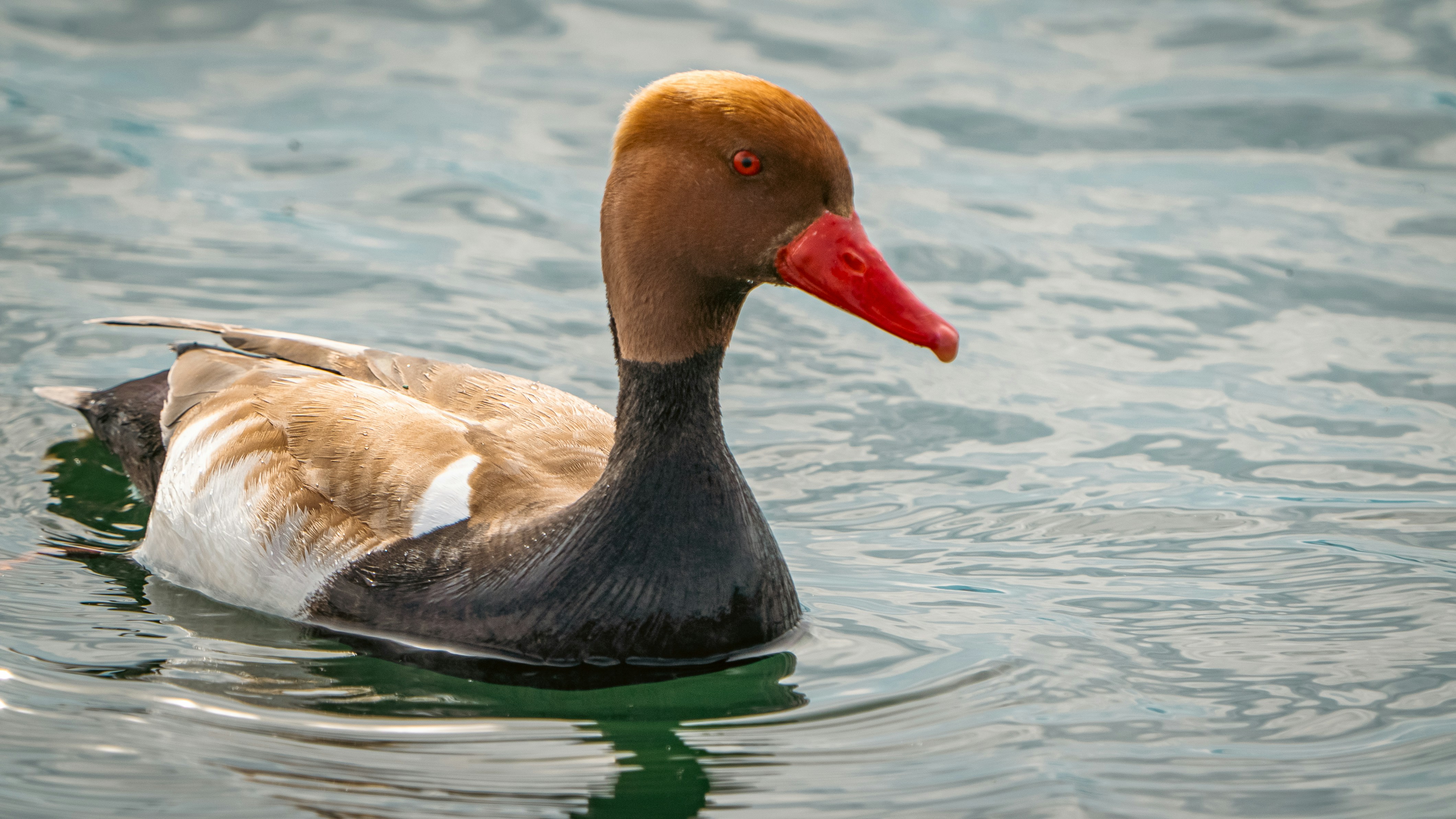 Photo by patrick_von_der_wehd