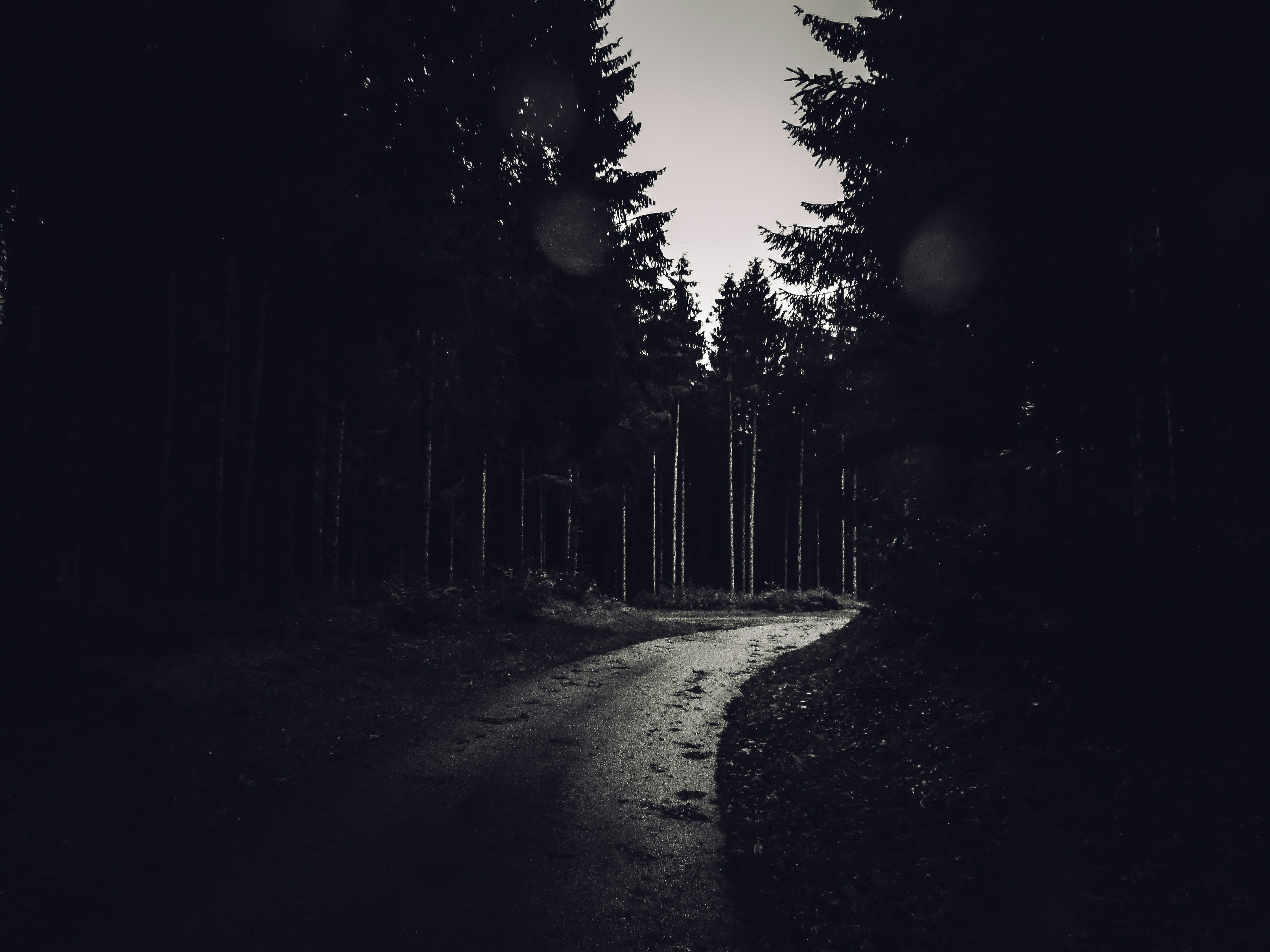 Walking forest on a cloudy day