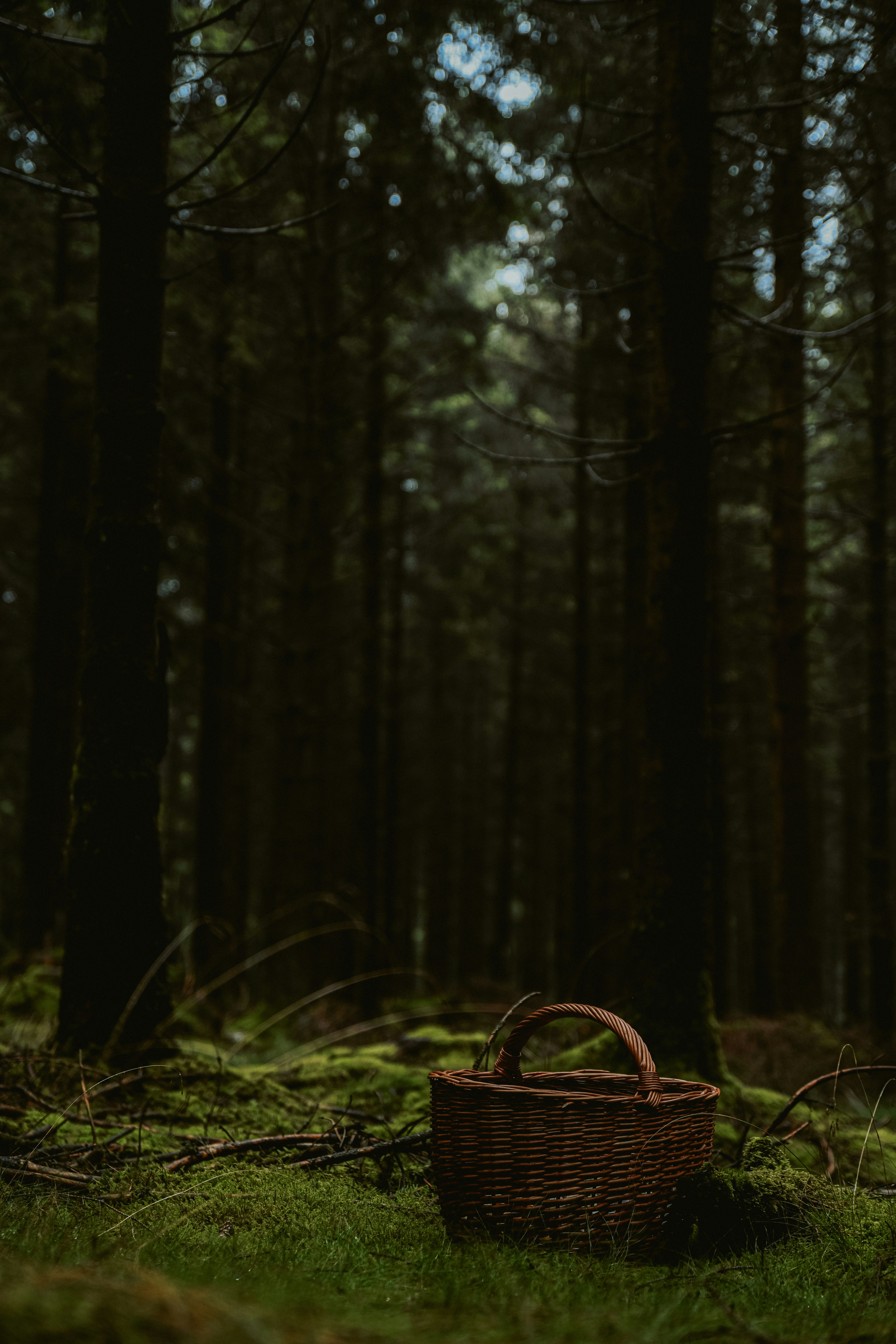 A basket sitting in the middle of a forest