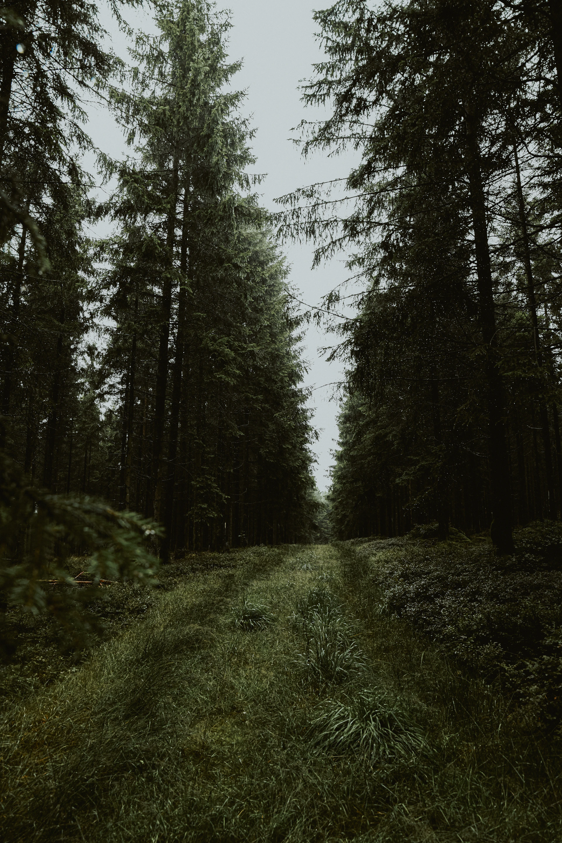 A dirt road in the middle of a forest