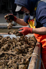 A man in a blue jacket and orange pants is picking up seaweed