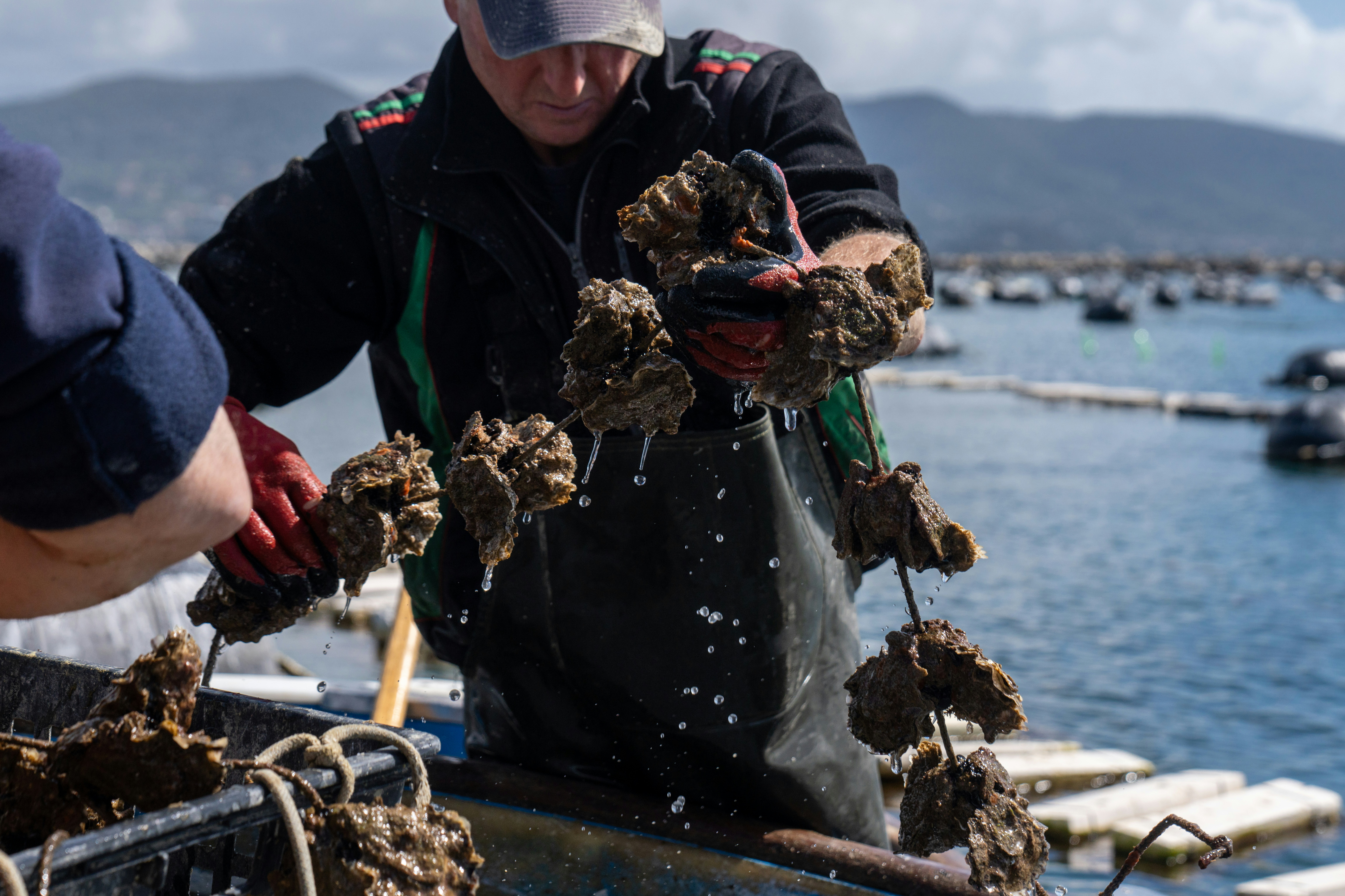 Oyster harvesting