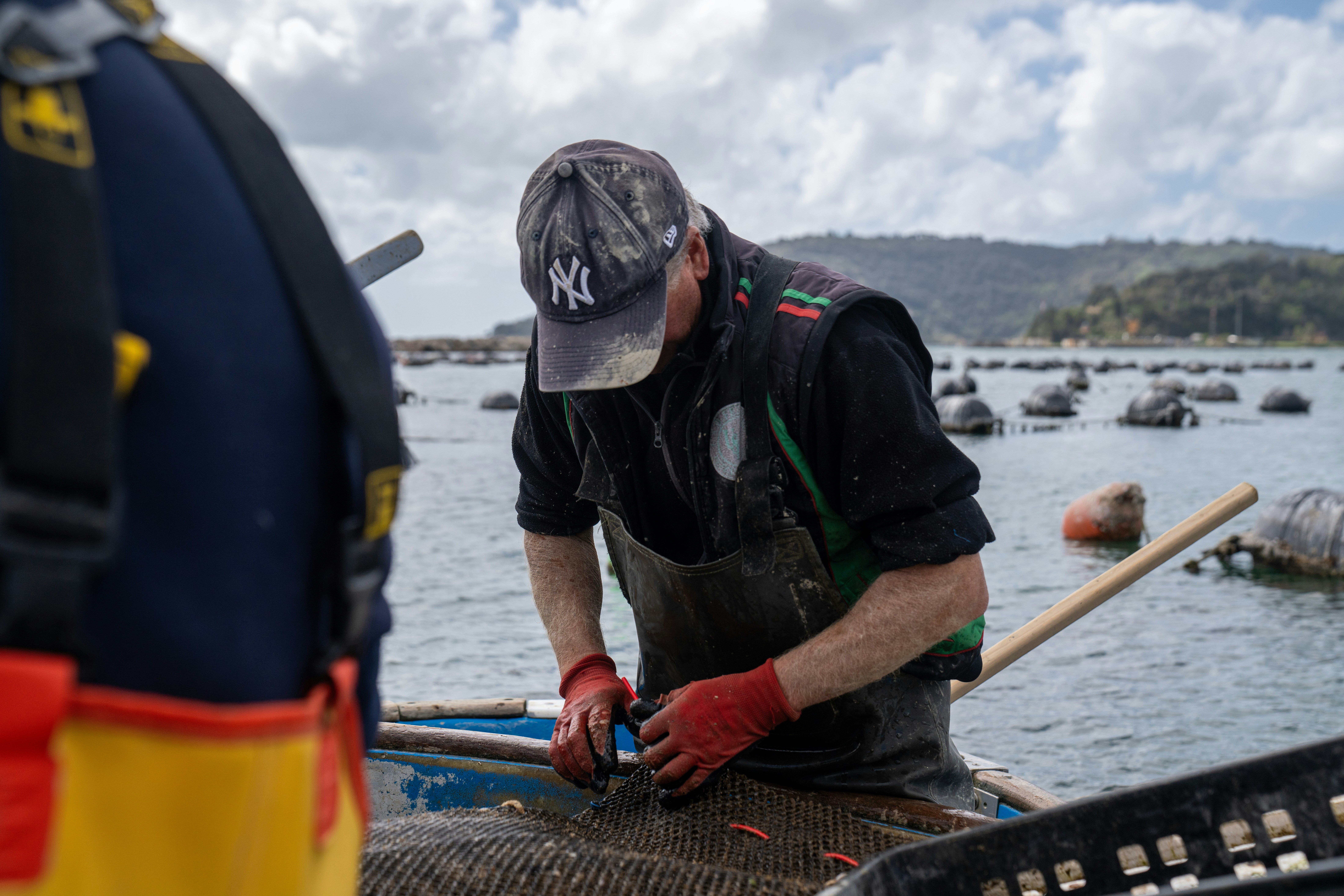 Ostriche e mitili freschi appena raccolti dalle acque italiane di La Spezia in Liguria. Se vuoi, utilizza le nostre foto e rimanda con un backlink al nostro sito www.mitiliemitili.it , seguici anche su instagram e tiktok @mitiliemitili