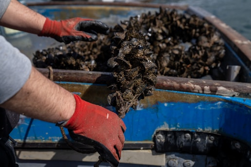 A man in a boat filled with lots of mussels