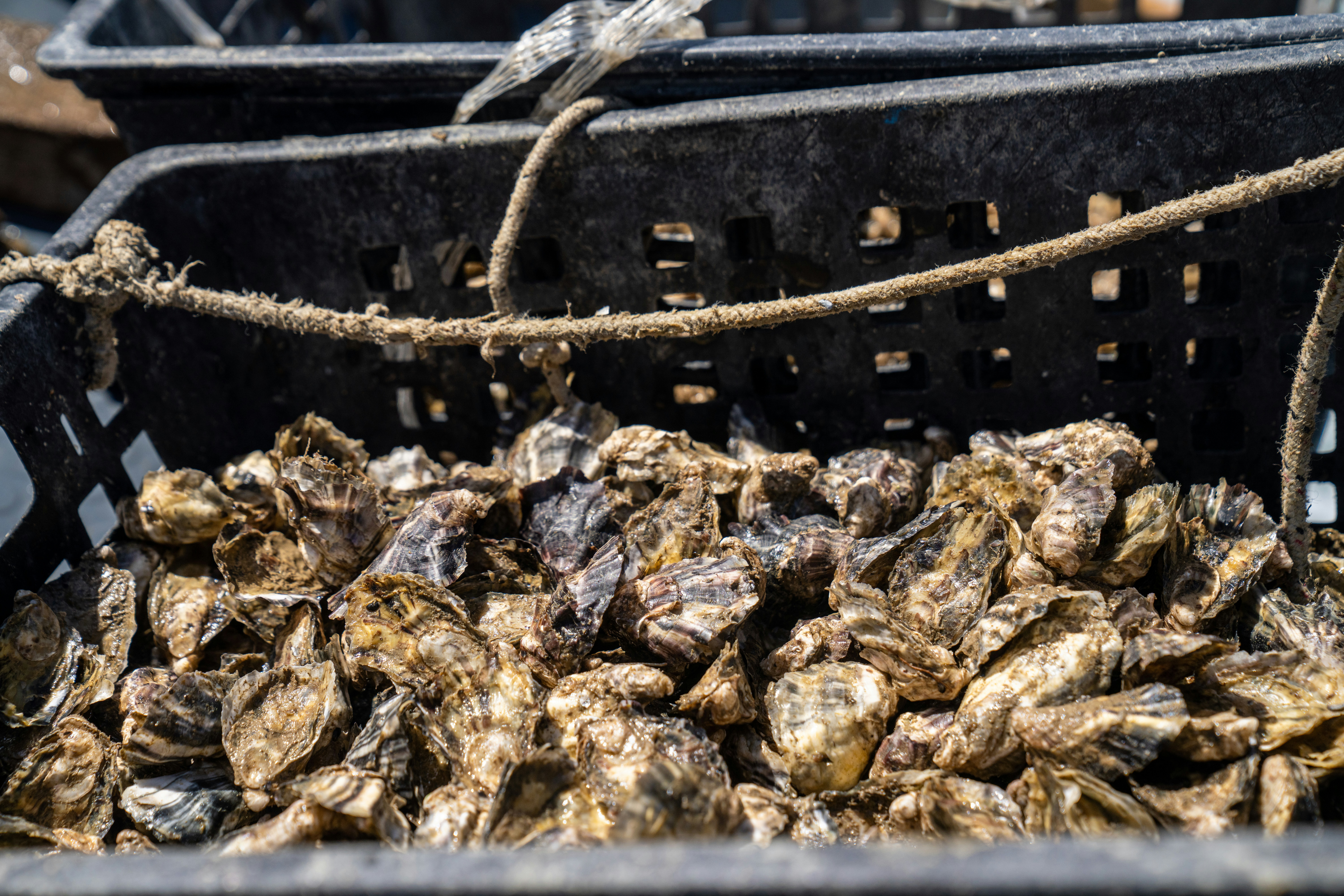 Photo by mitiliemitili