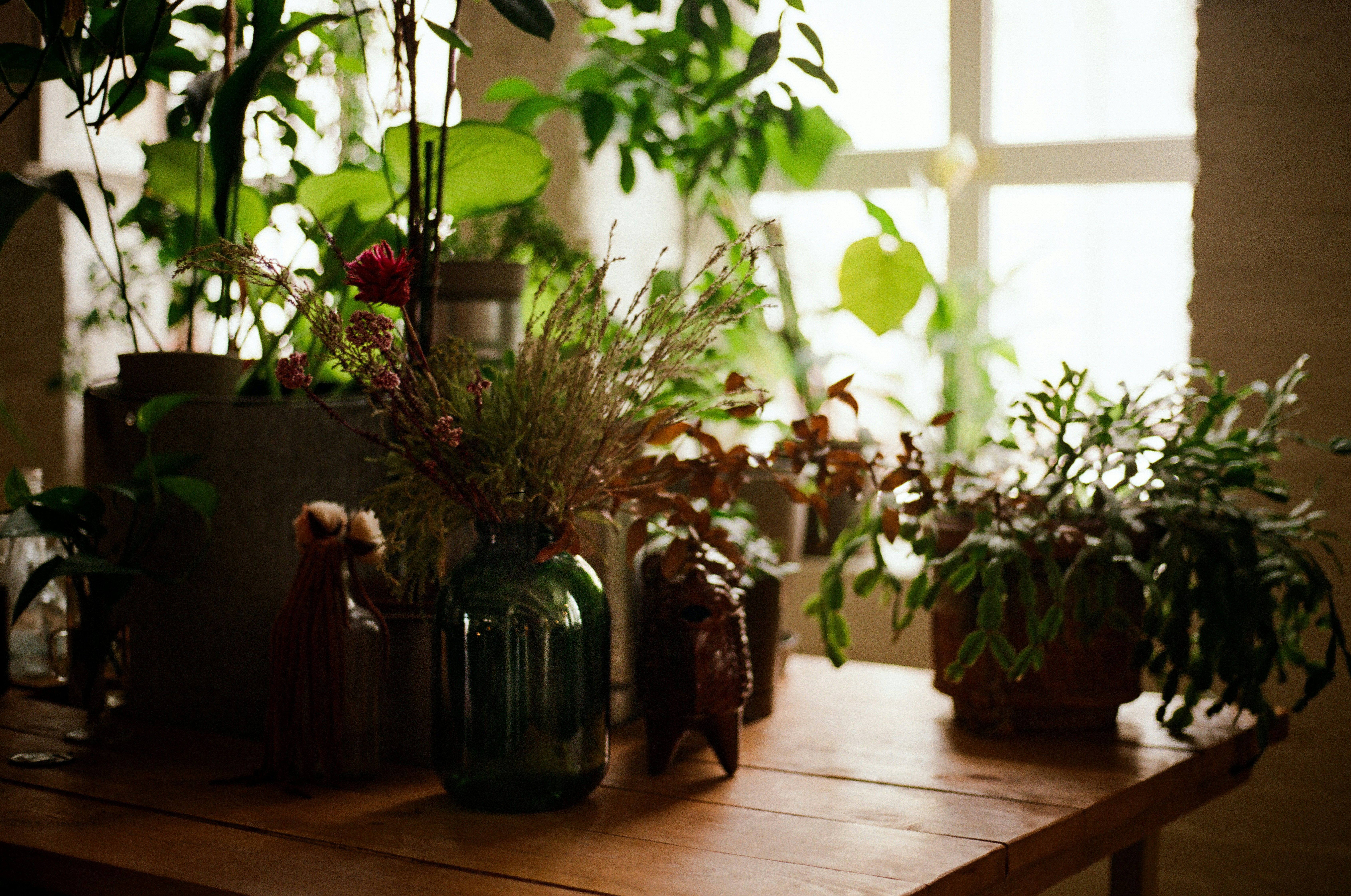 A variety of indoor herbs in small pots on a sunny windowsill.