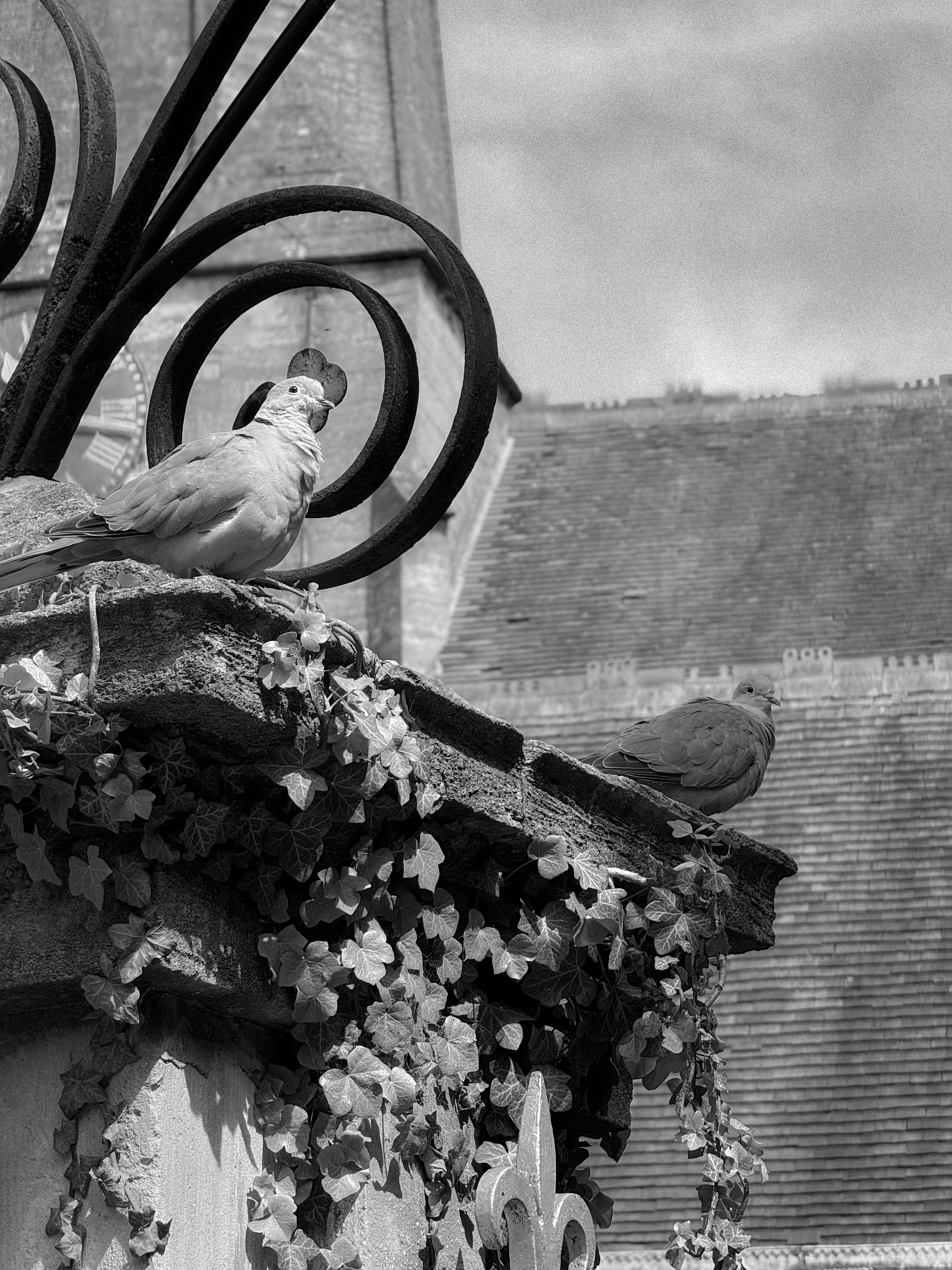 A black and white photo of a bird on a building