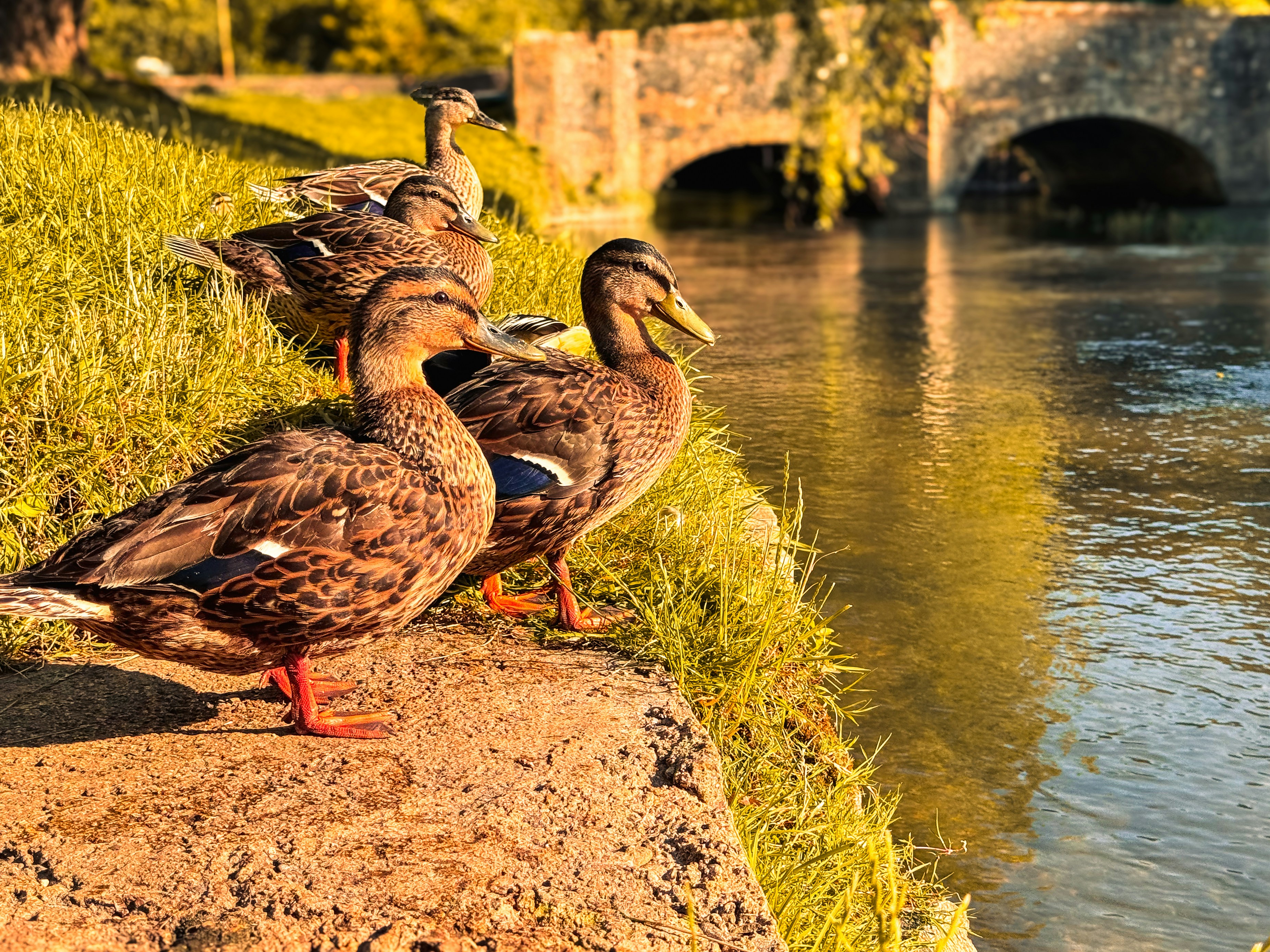 Un gruppo di anatre in piedi sul lato di un fiume
