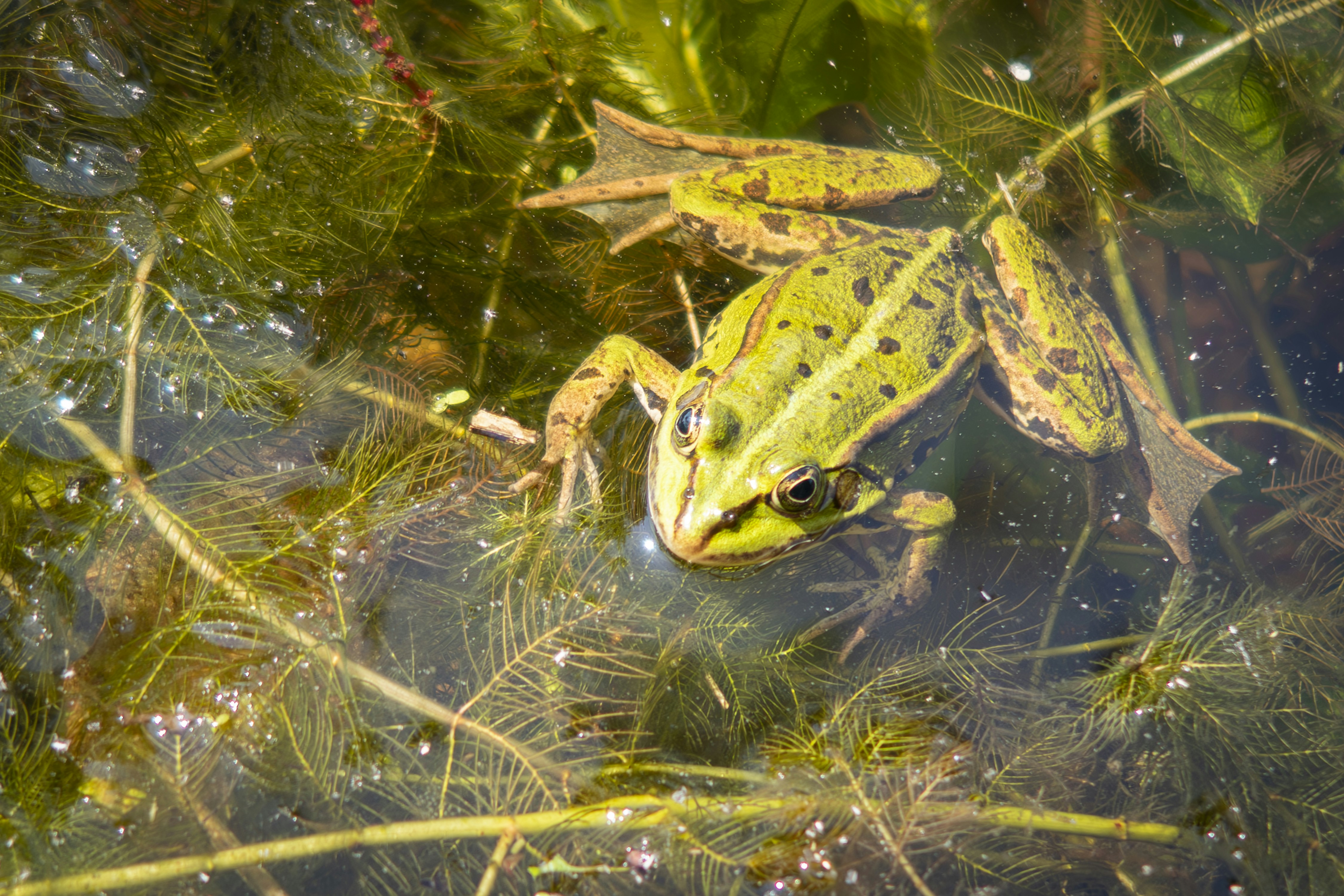 Tomato Frog