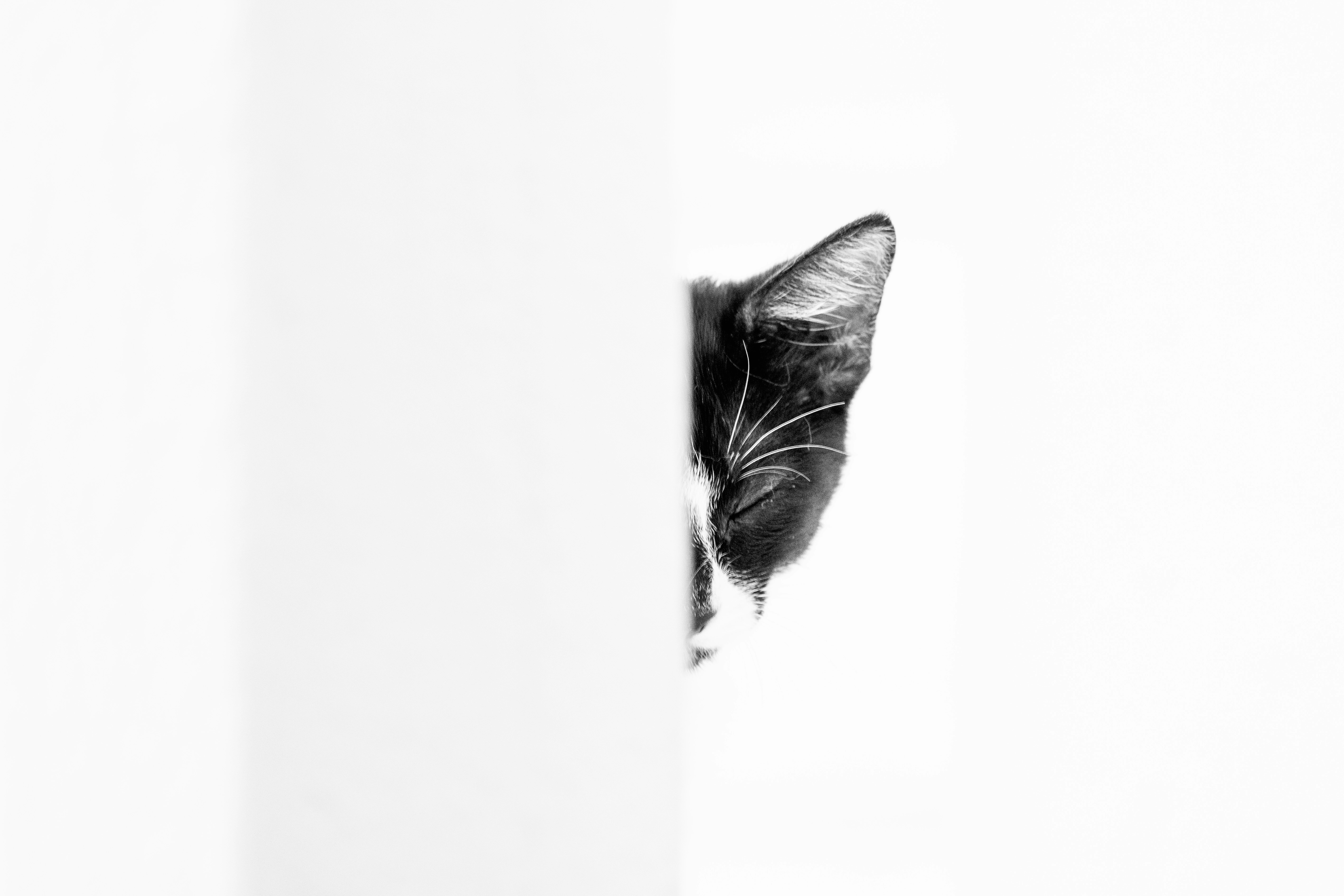 A black and white photo of a cat peeking out of a wall