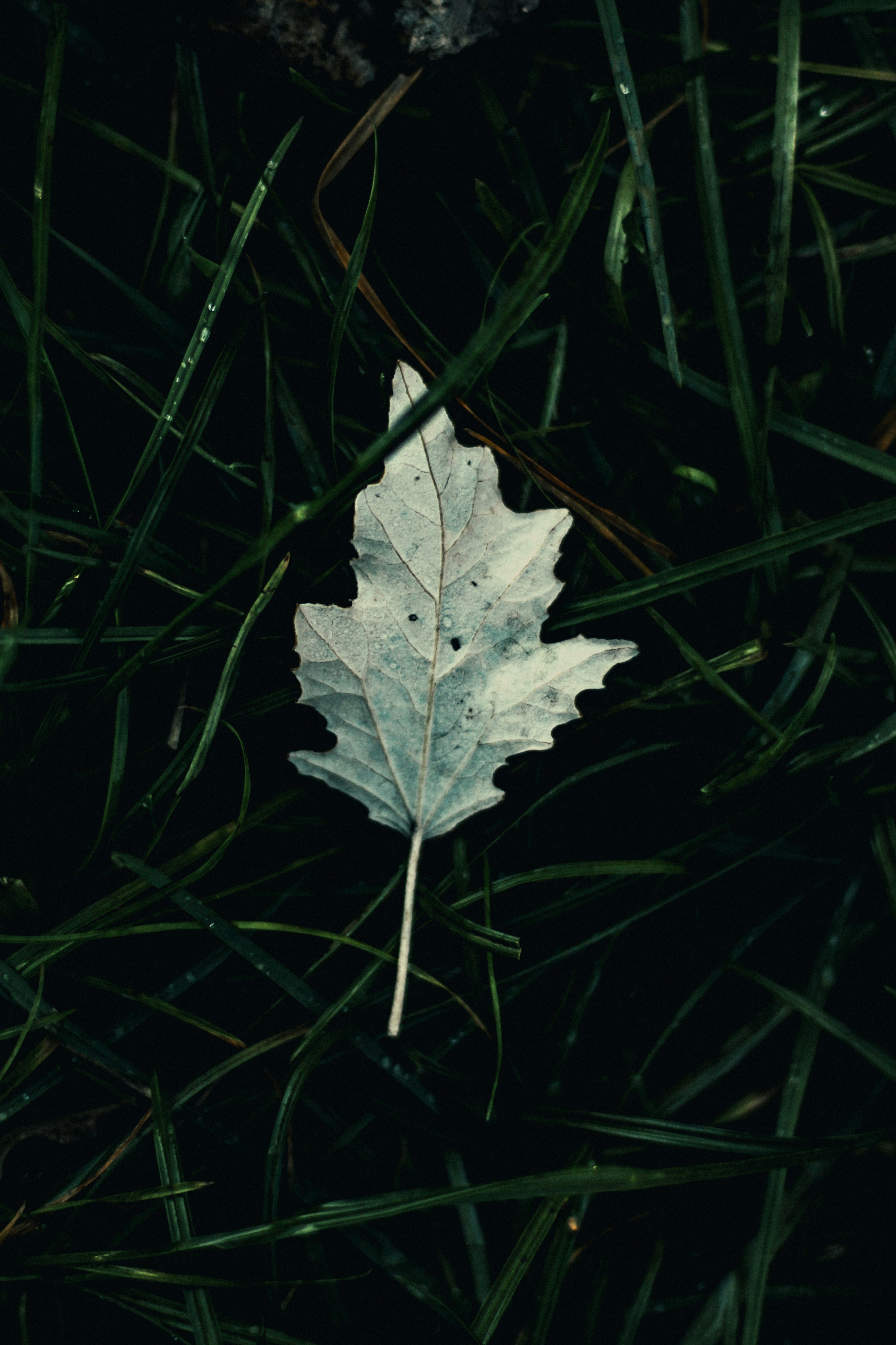 Ein einzelnes Blatt liegt im Gras