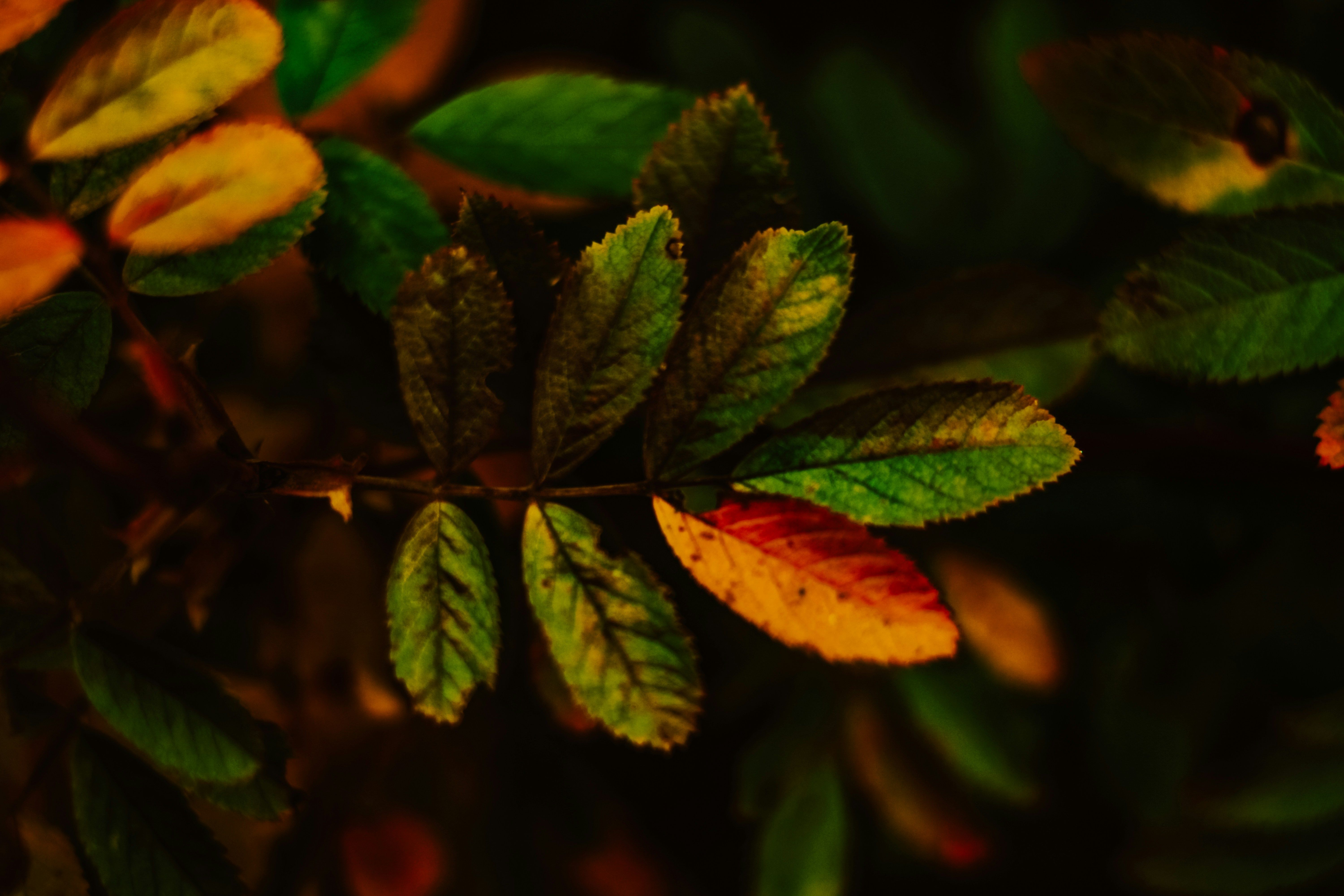 Photo by mineral_of_demon