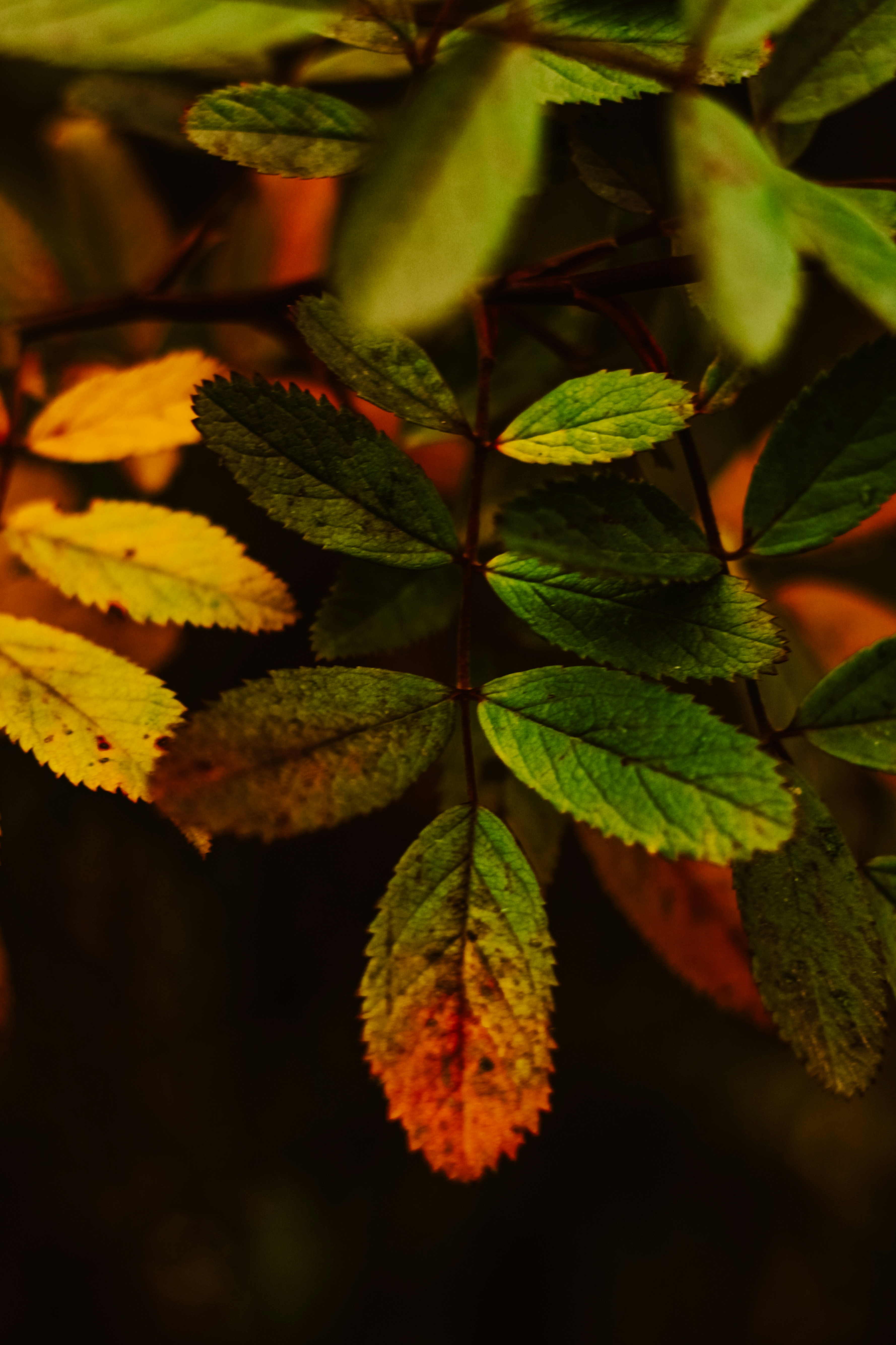 Photo by mineral_of_demon