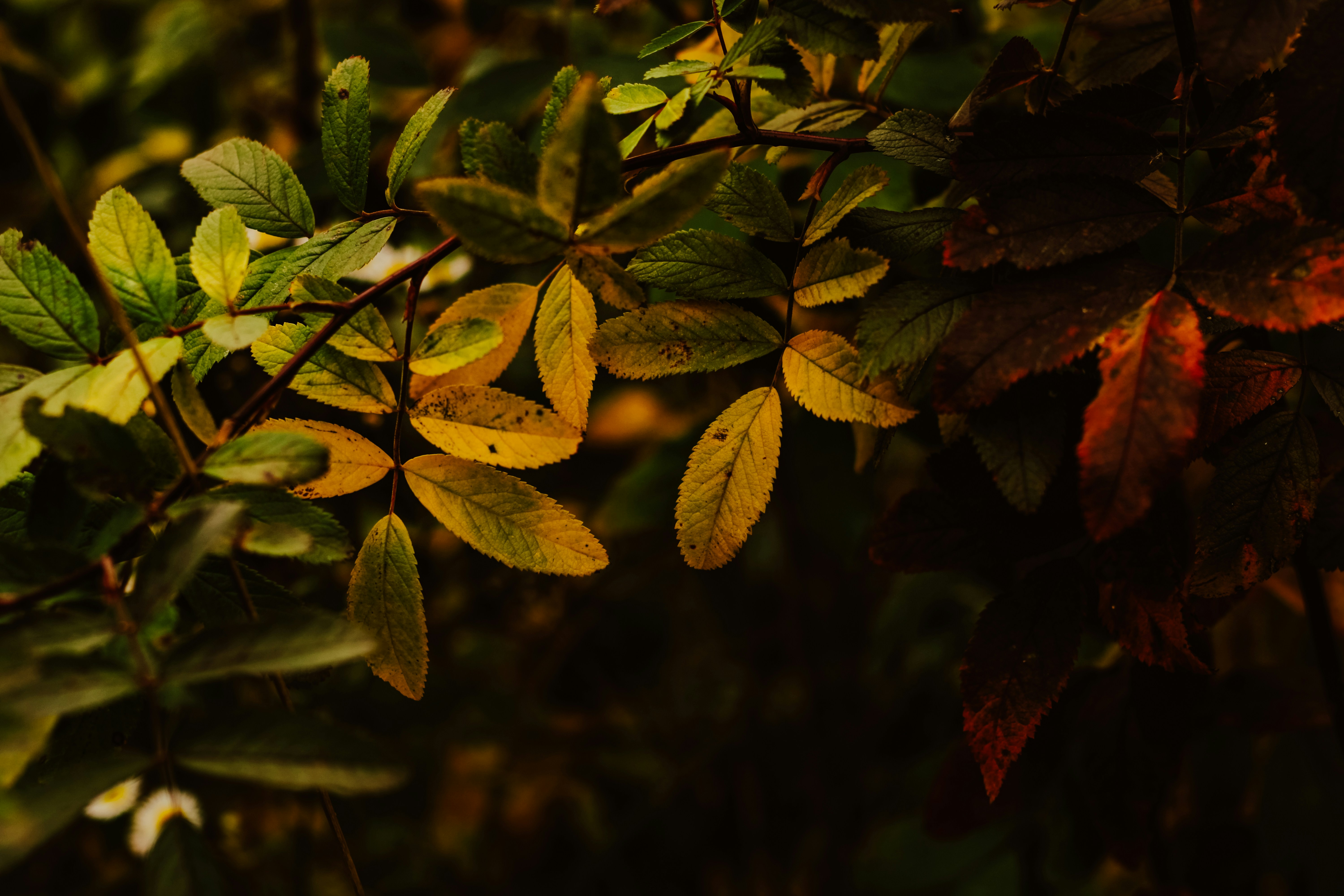 Photo by mineral_of_demon