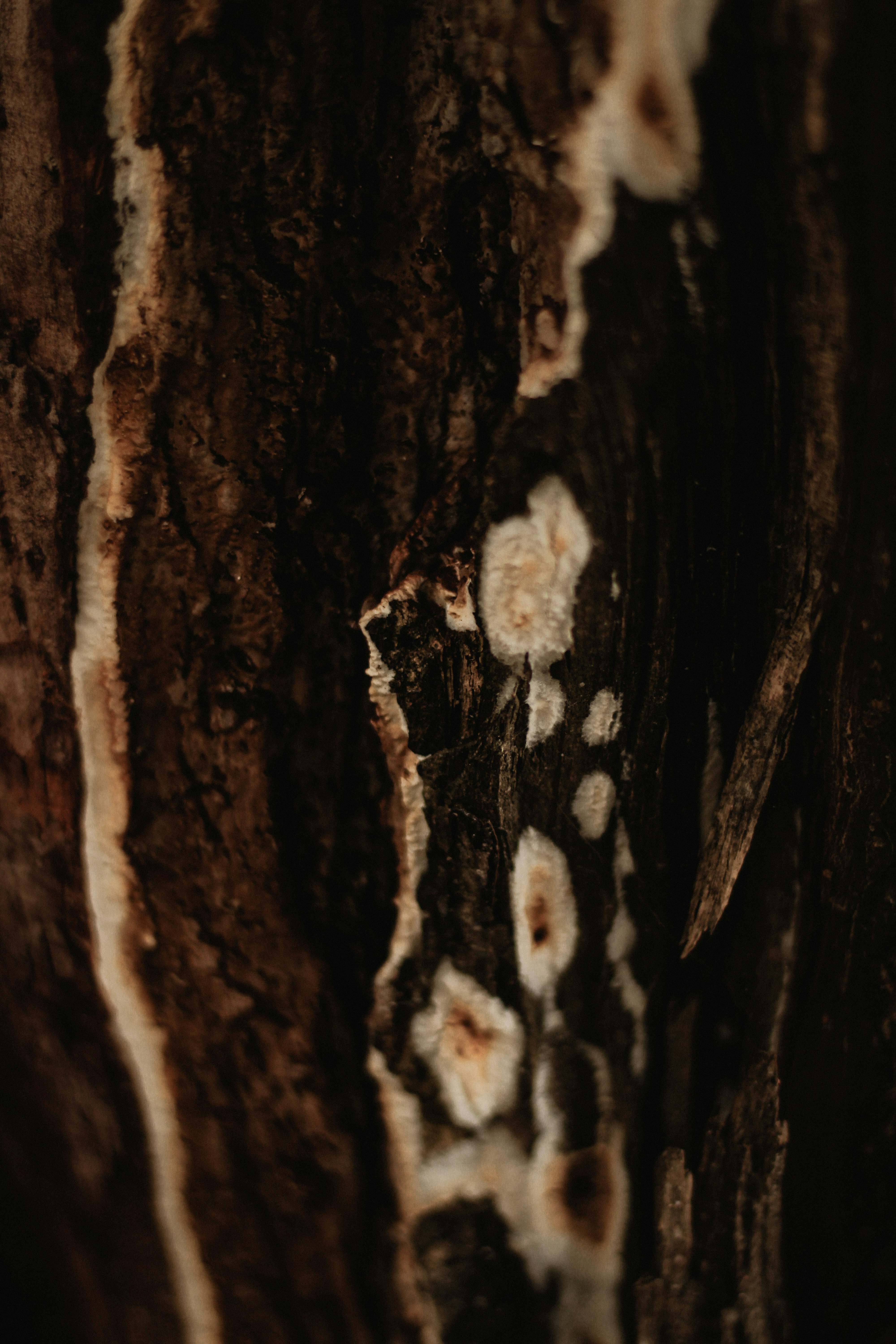 Photo by mineral_of_demon