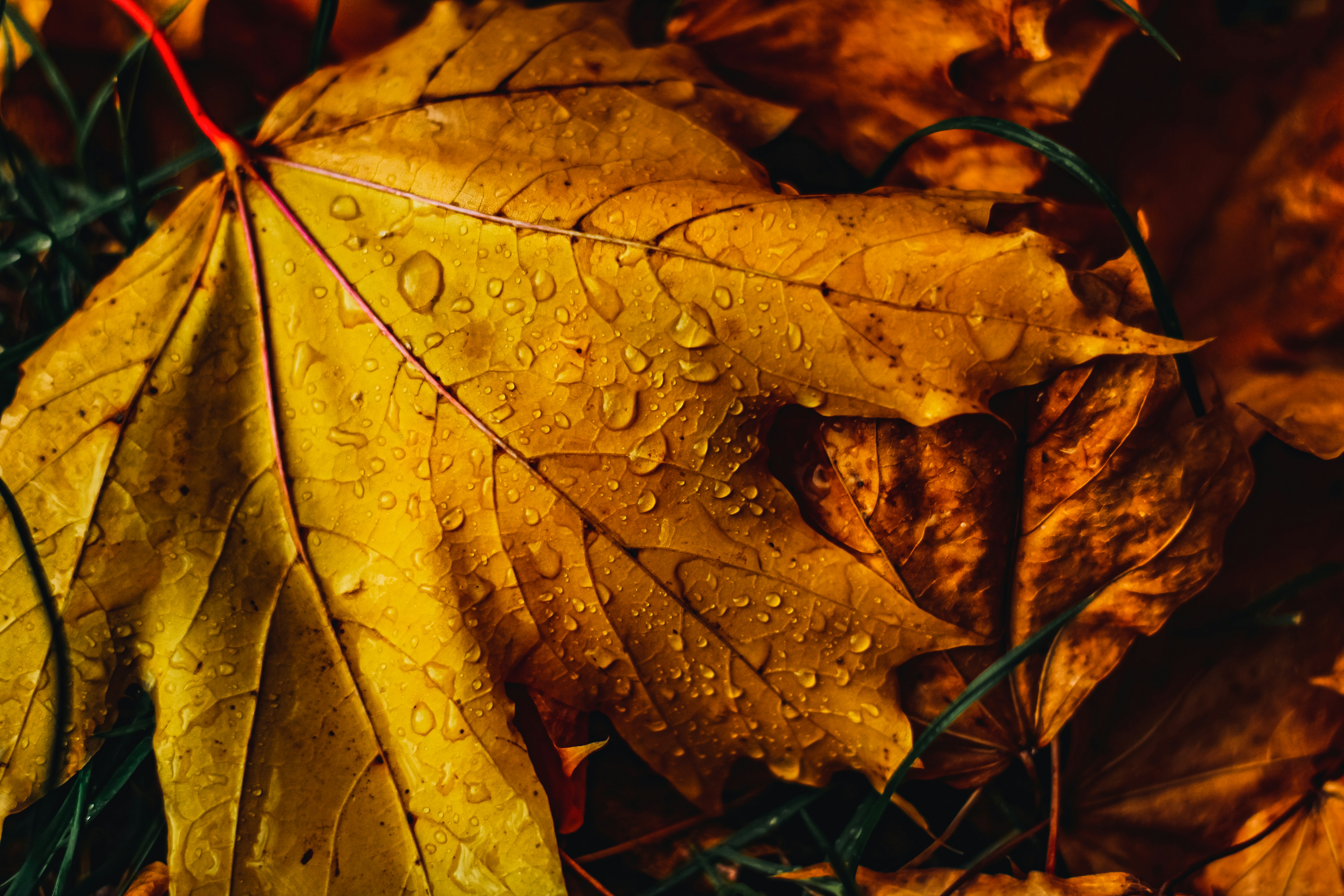 Photo by mineral_of_demon