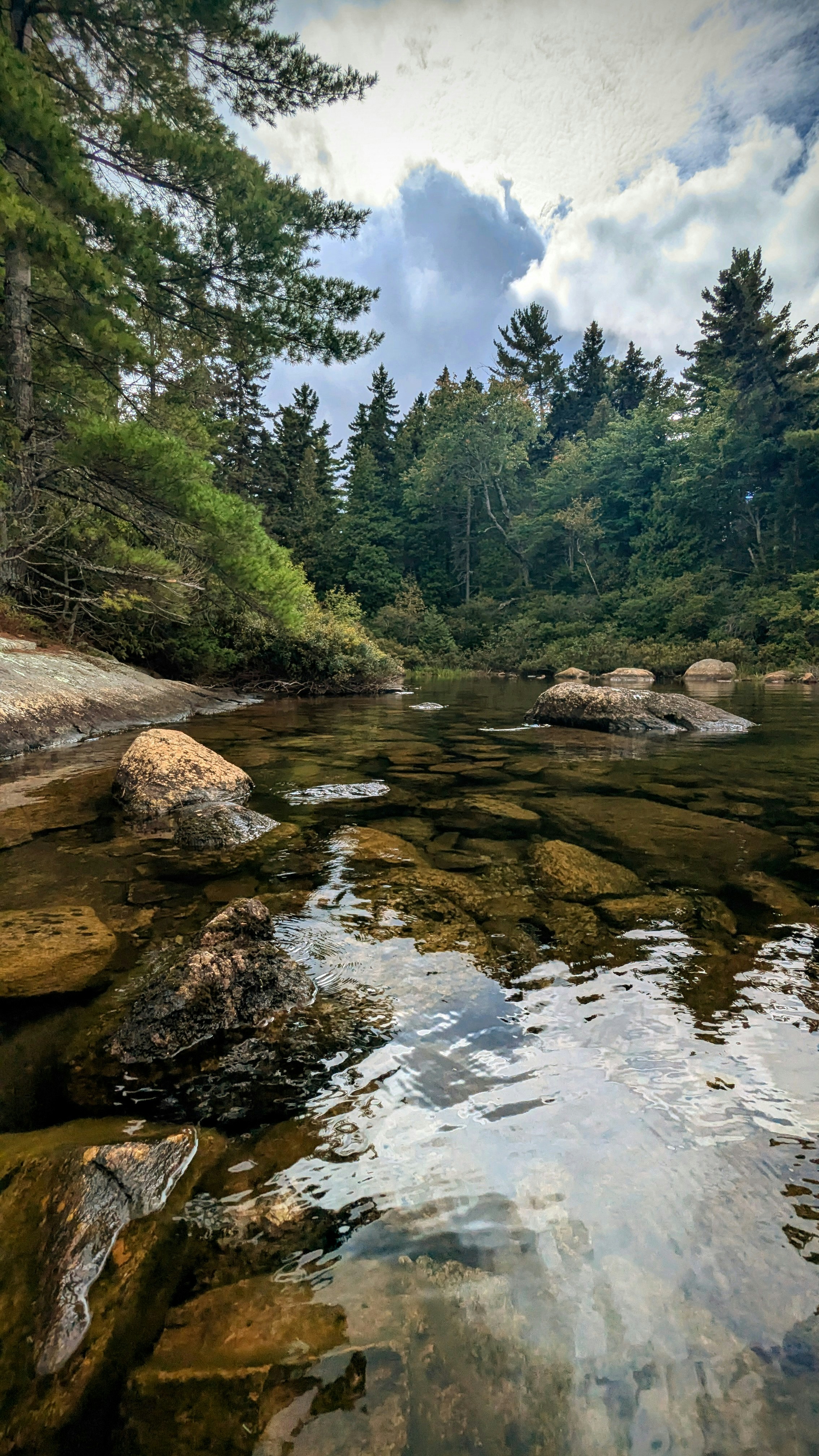 A river running through a lush green forest