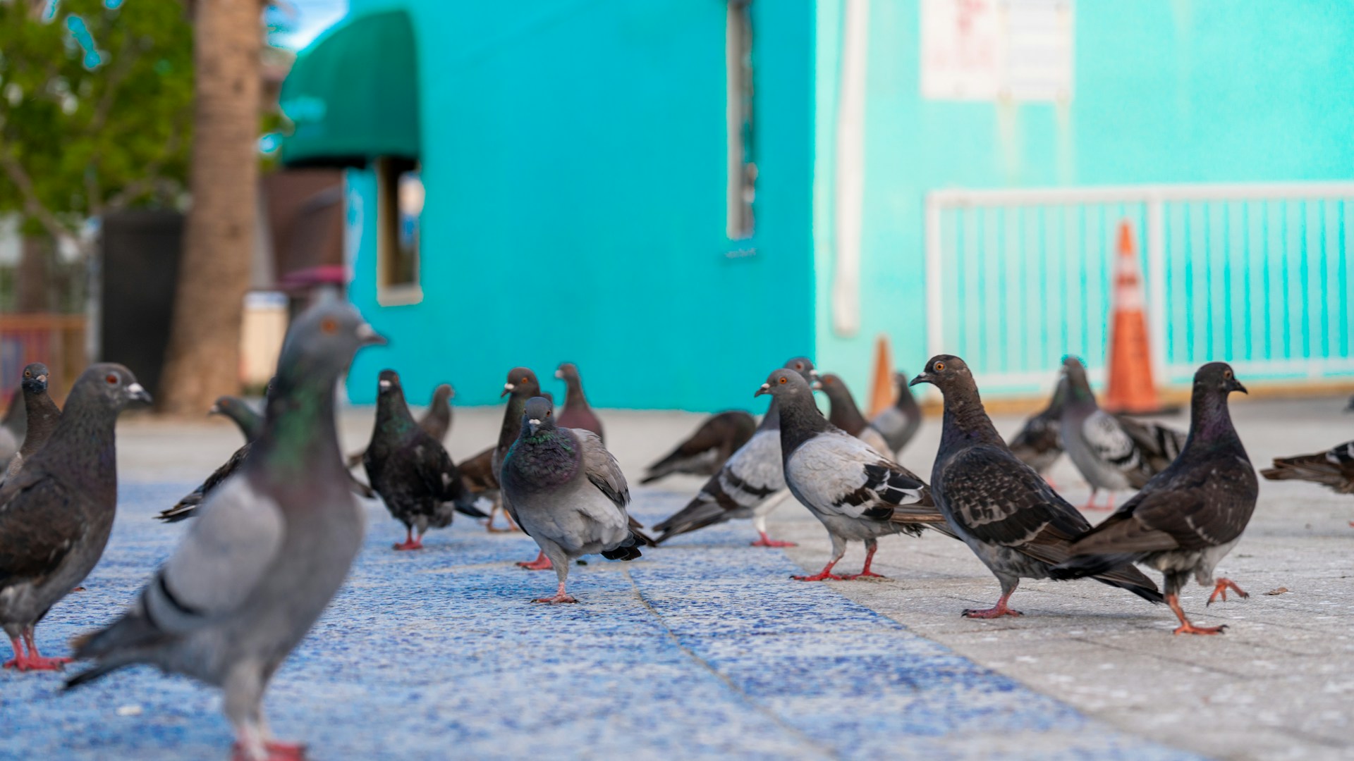 A flock of pigeons standing on a sidewalk