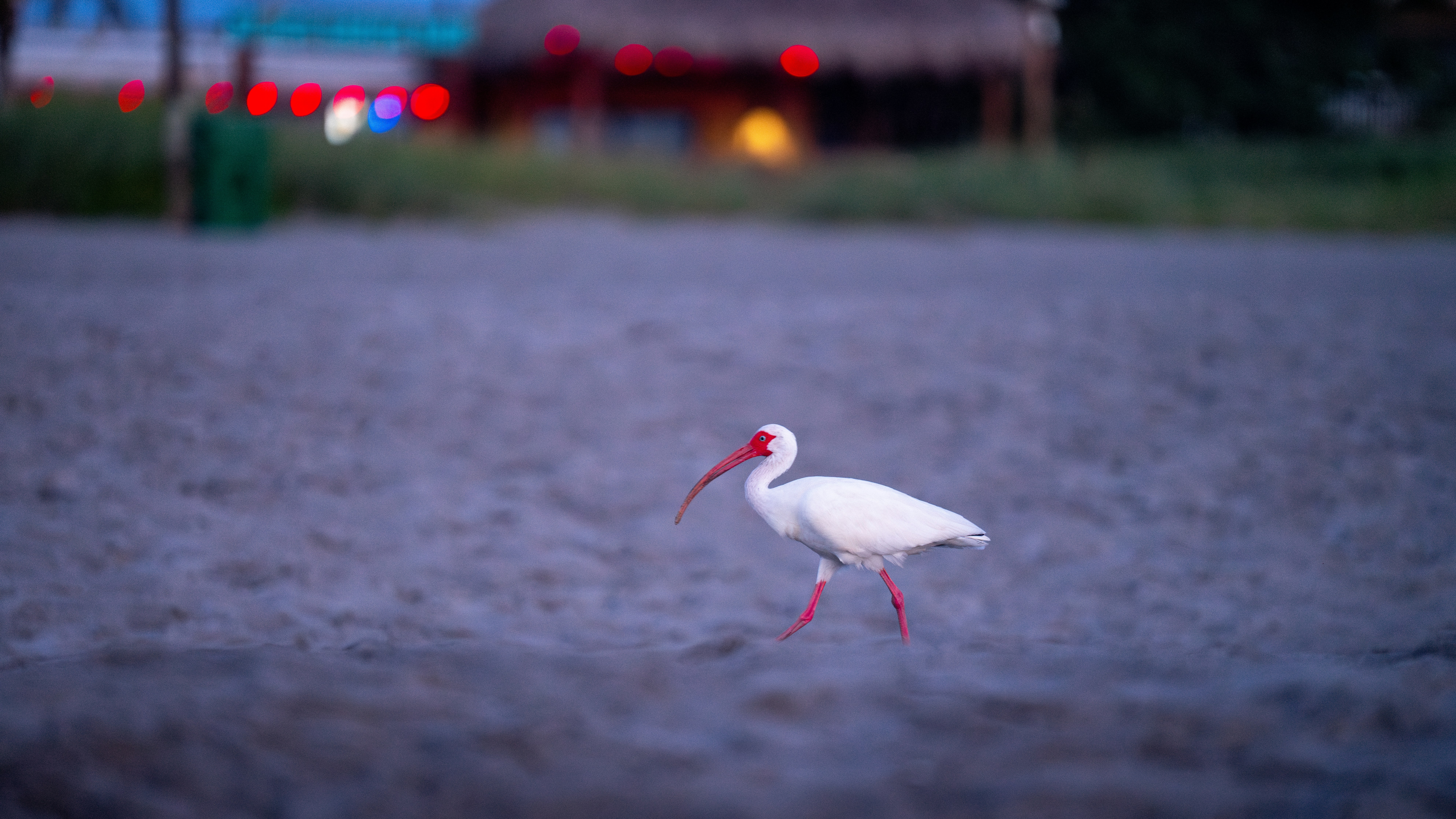 A white bird with a red beak walking across a street