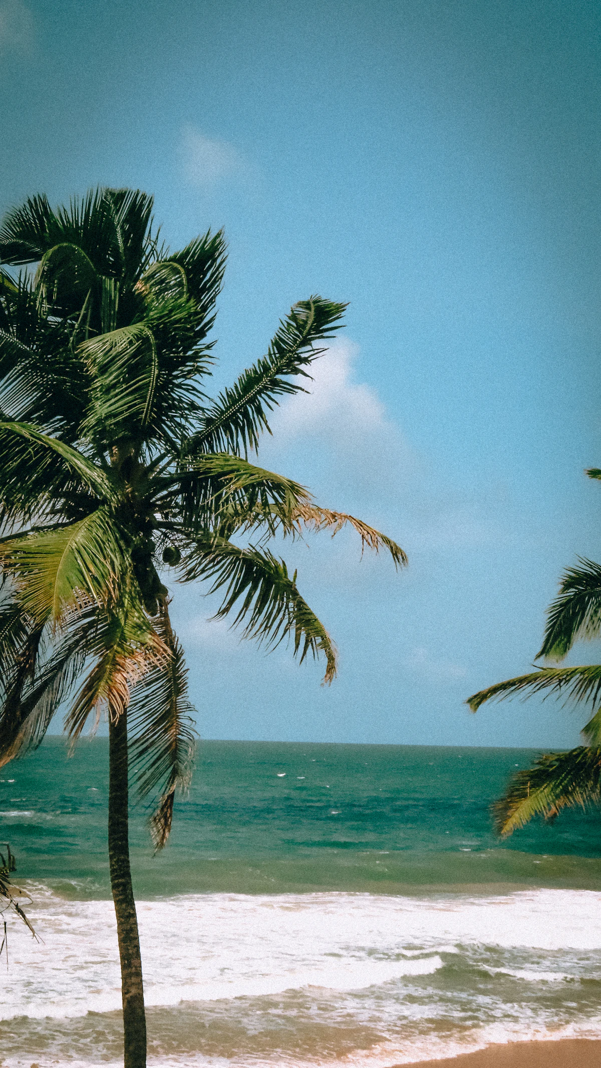 Placeholder — palm-lined beach, Hikkaduwa