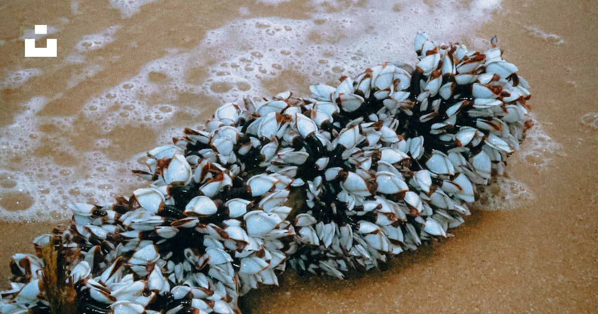 A bunch of sea shells laying on the beach photo – Free Sri lanka Image ...