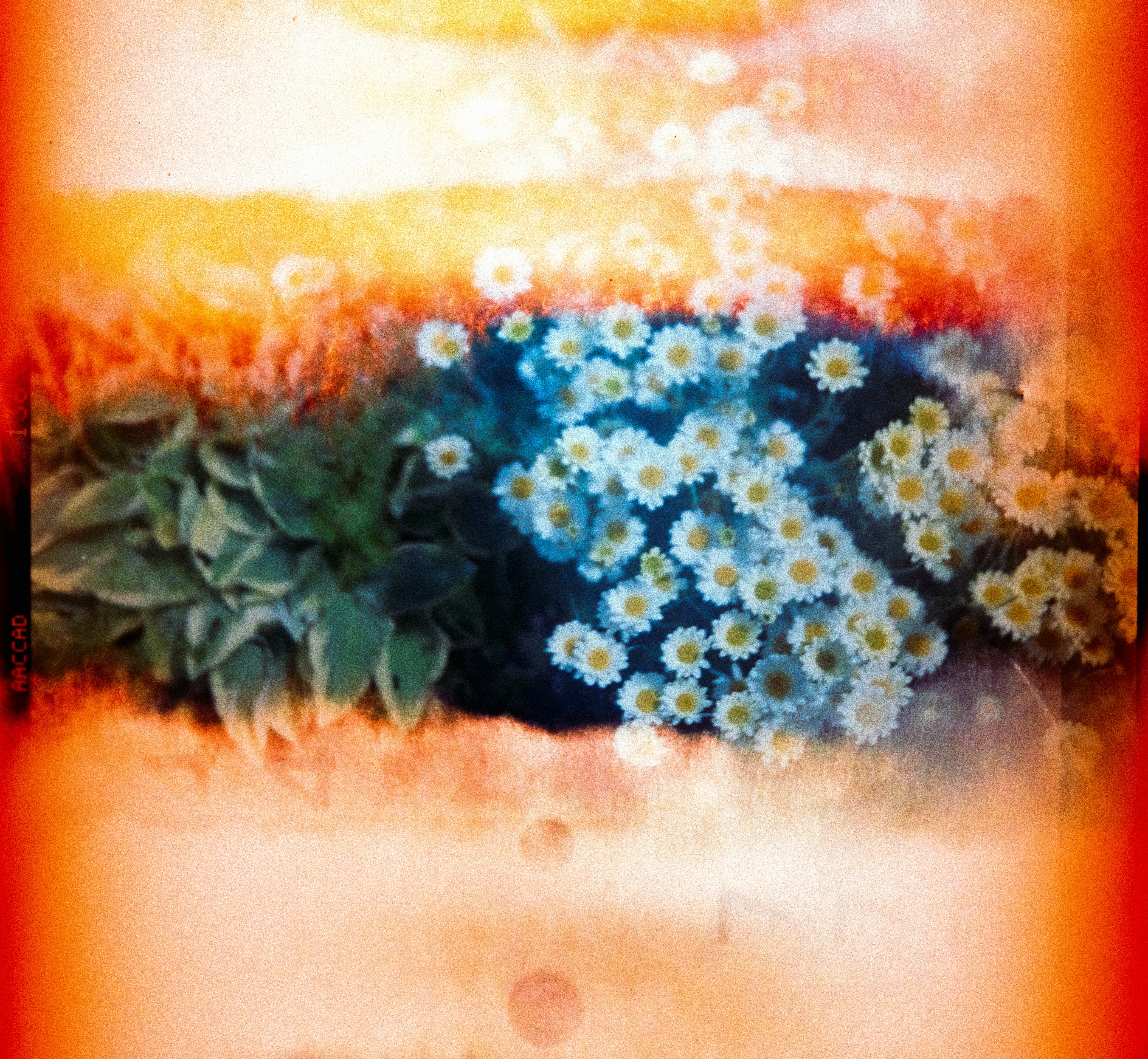 A picture of a bunch of flowers in a vase