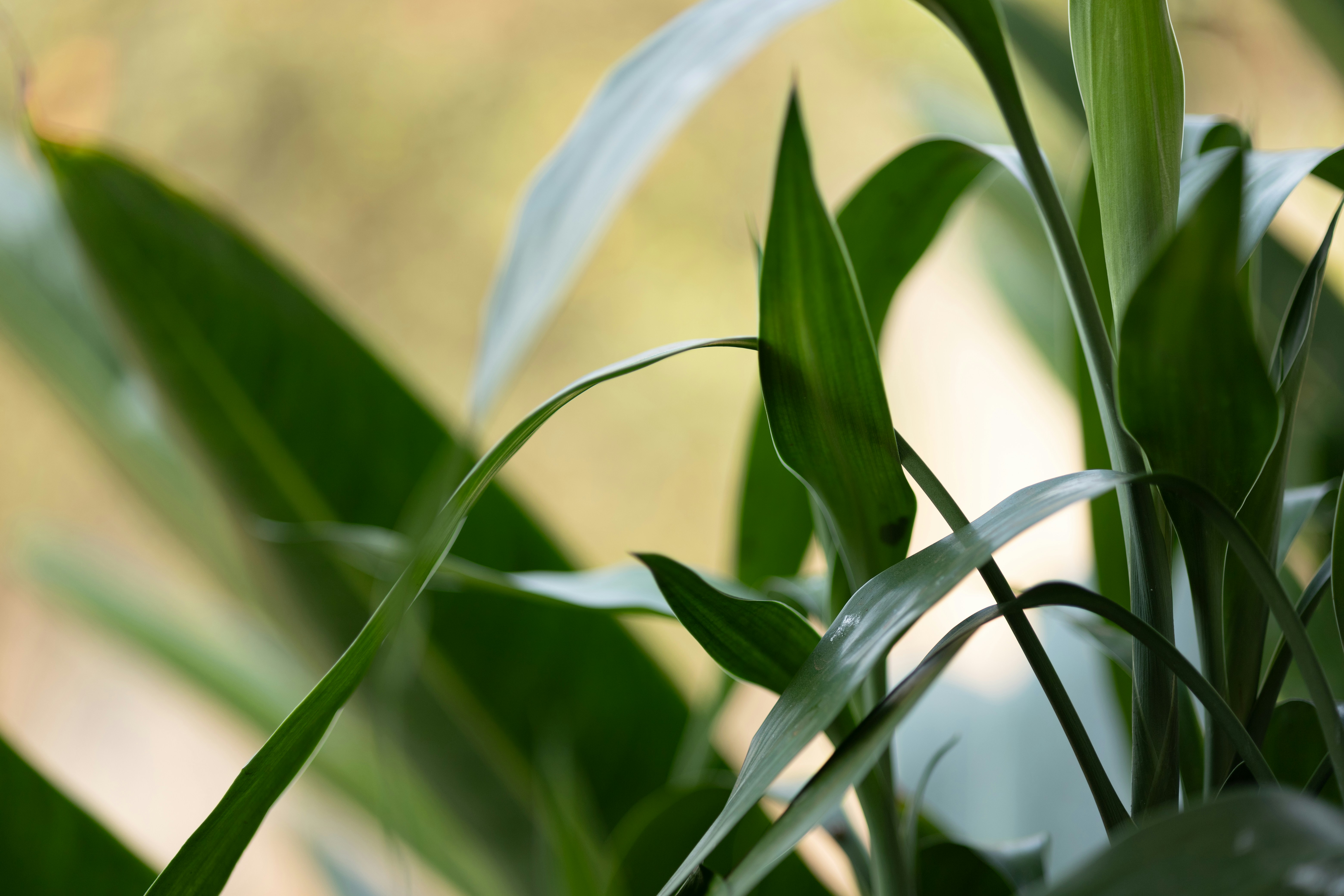 Photo by rrodriguesim