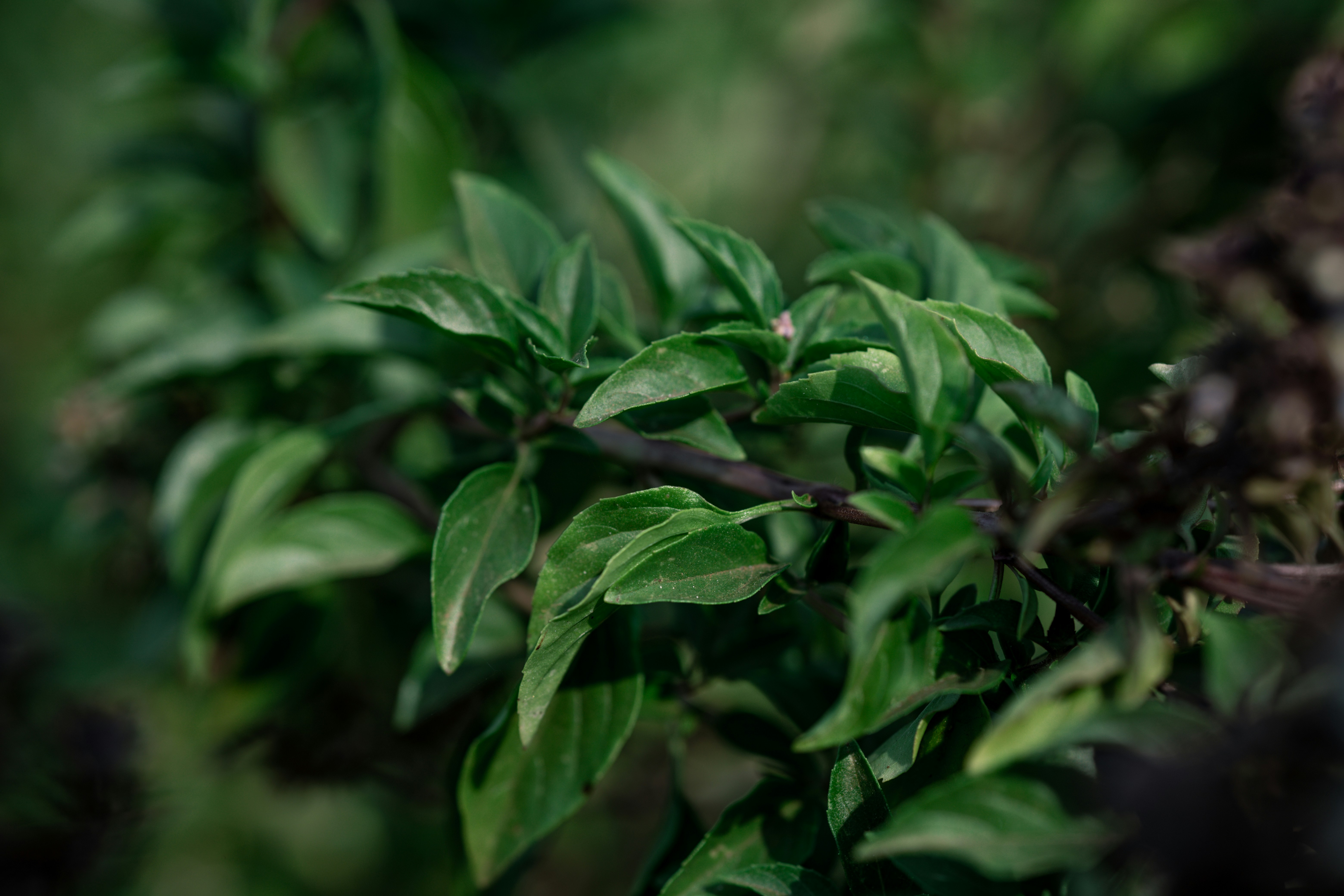 Photo by rrodriguesim