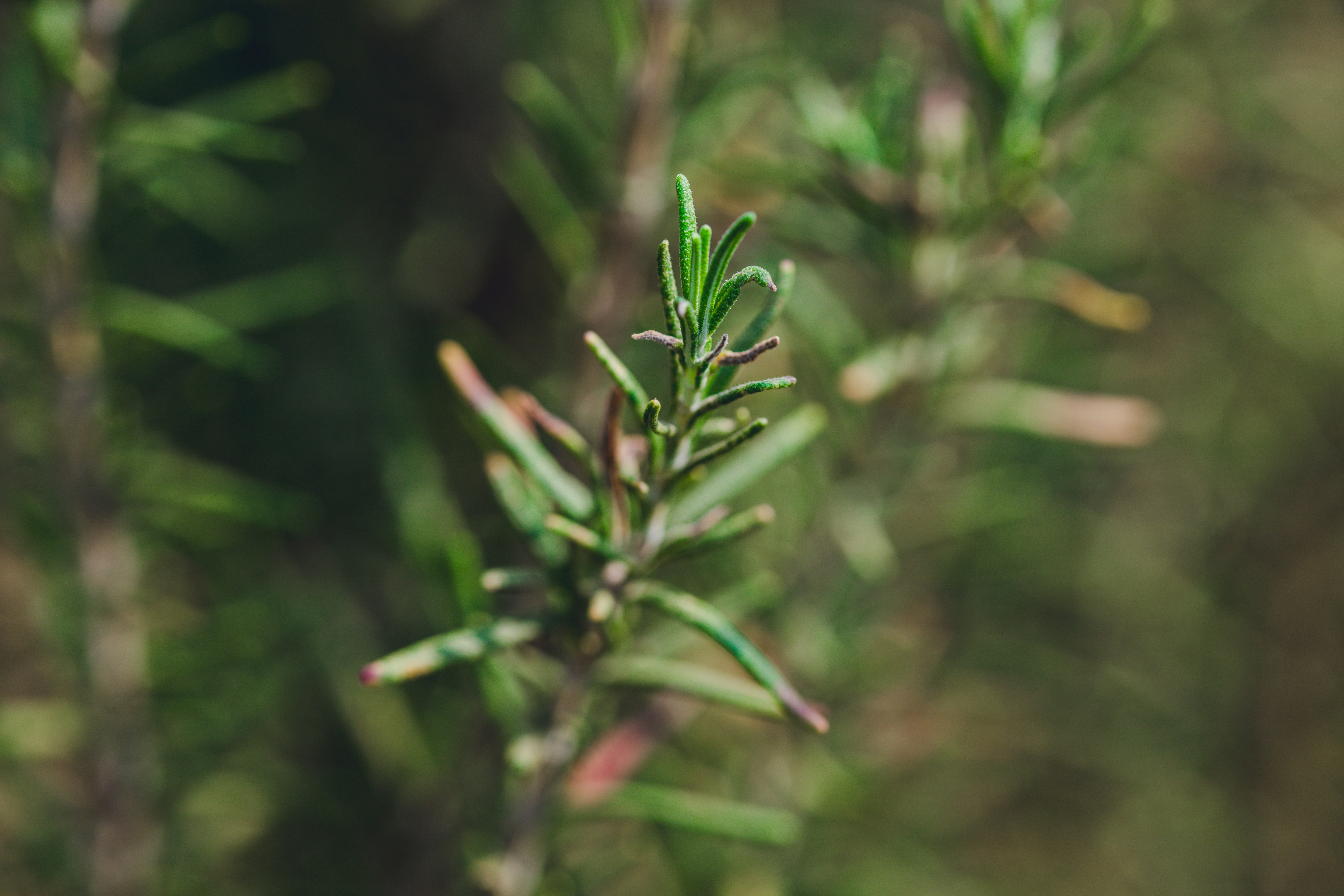 Photo by rrodriguesim