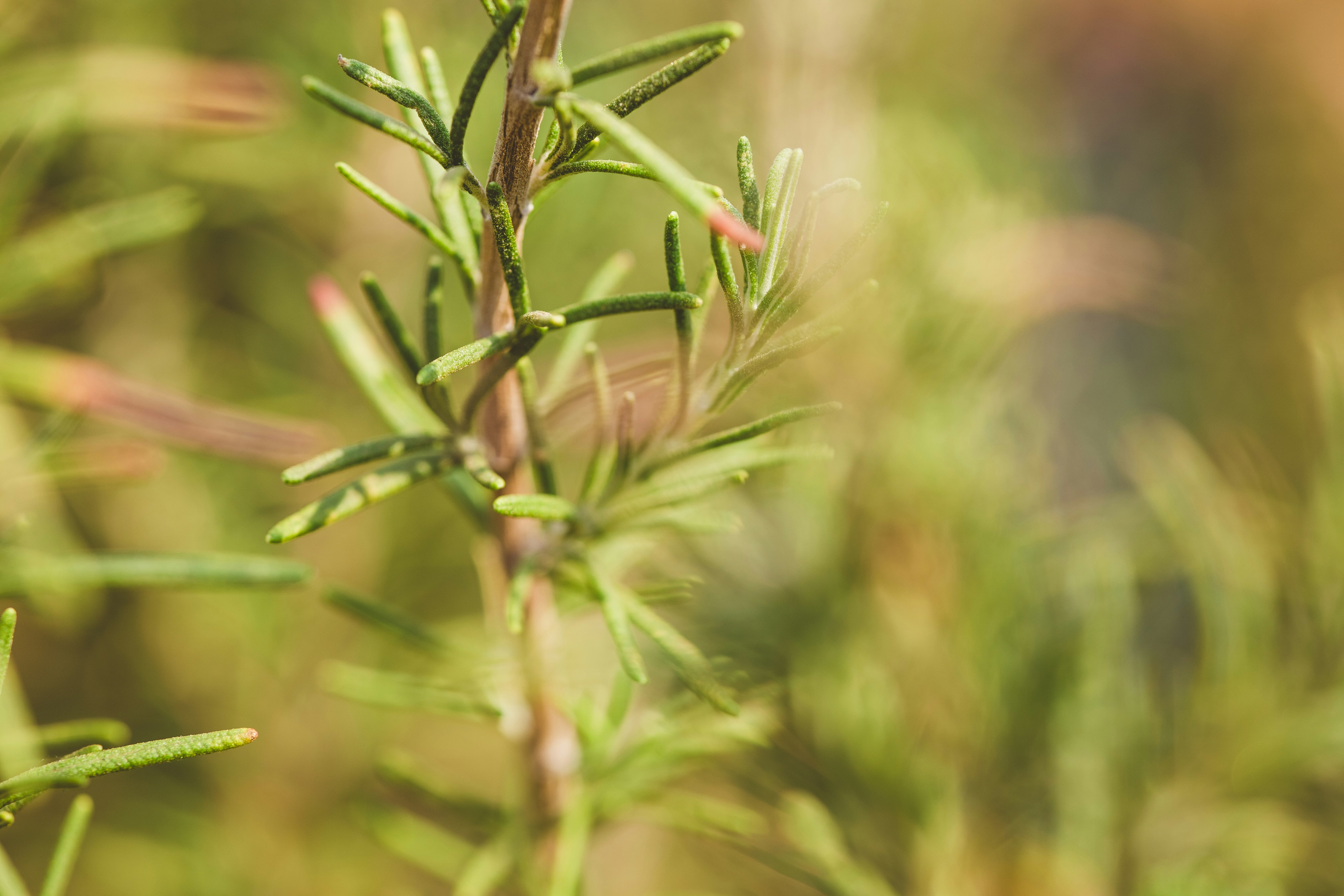 Photo by rrodriguesim