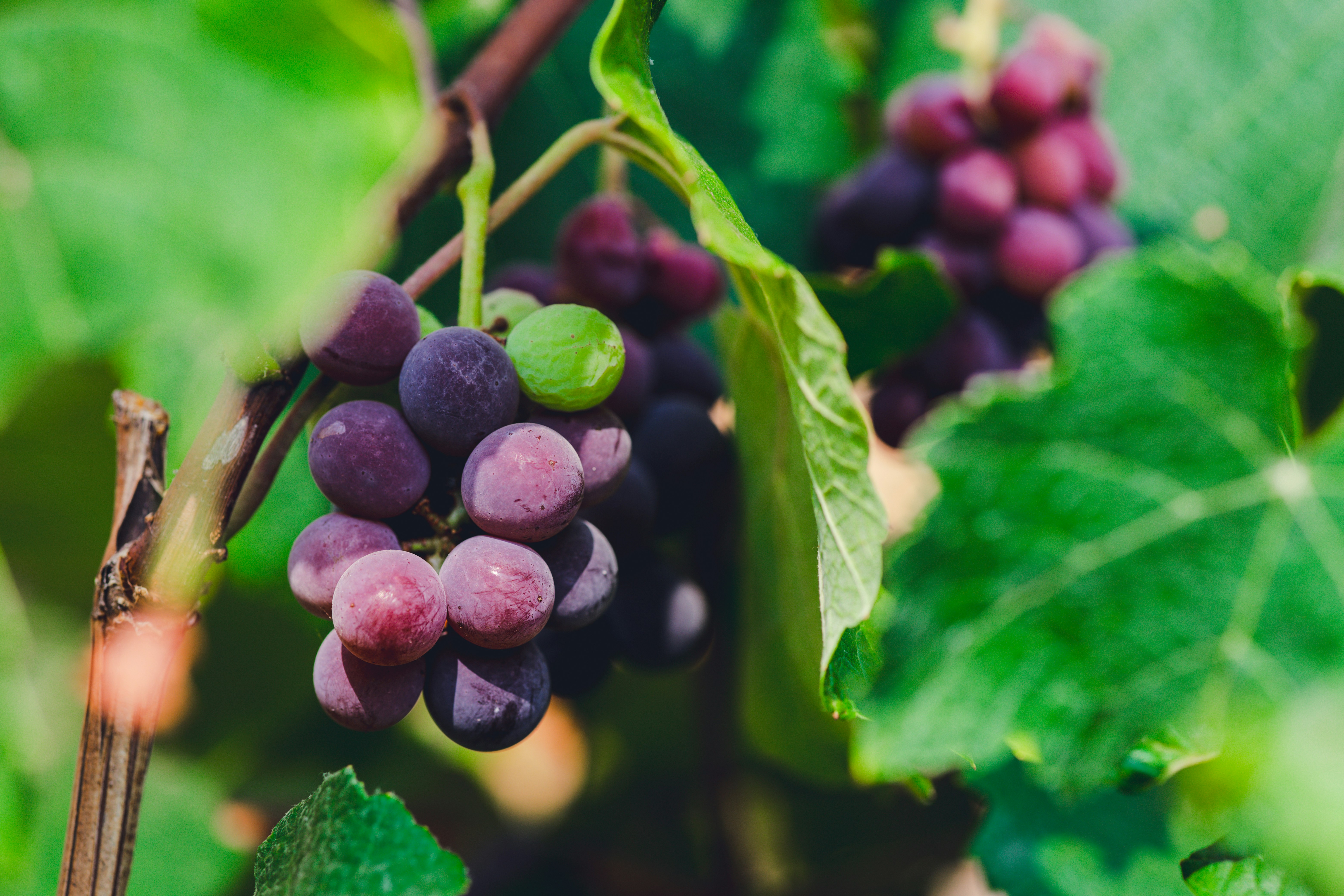 Photo by rrodriguesim