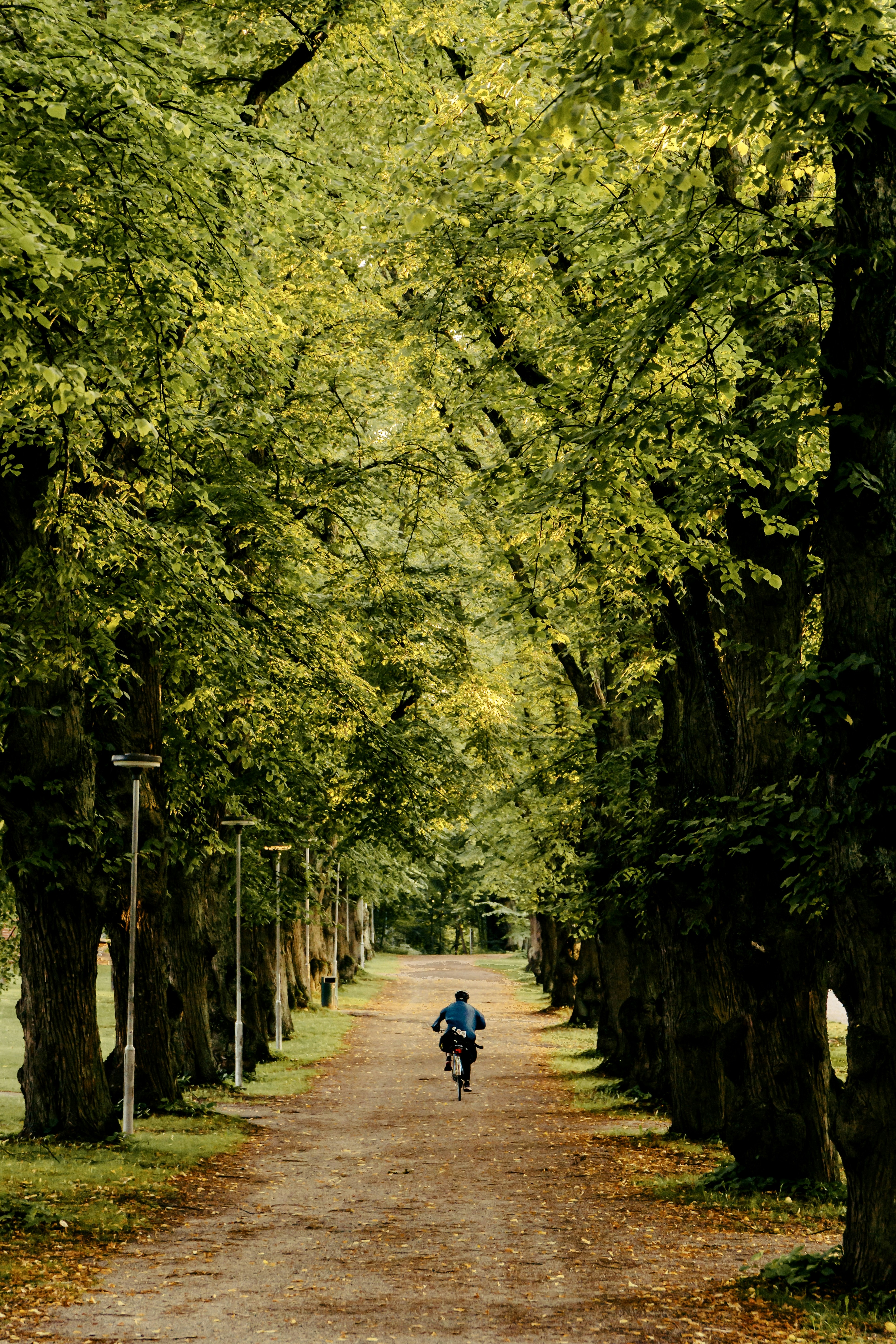 A person riding a bike down a tree lined road