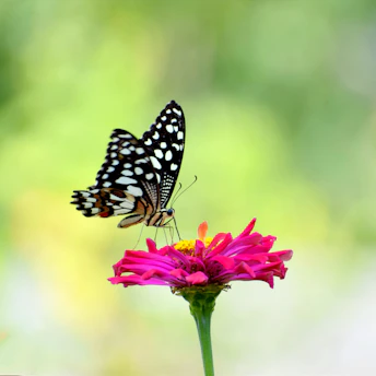 A butterfly sitting on top of a pink flower