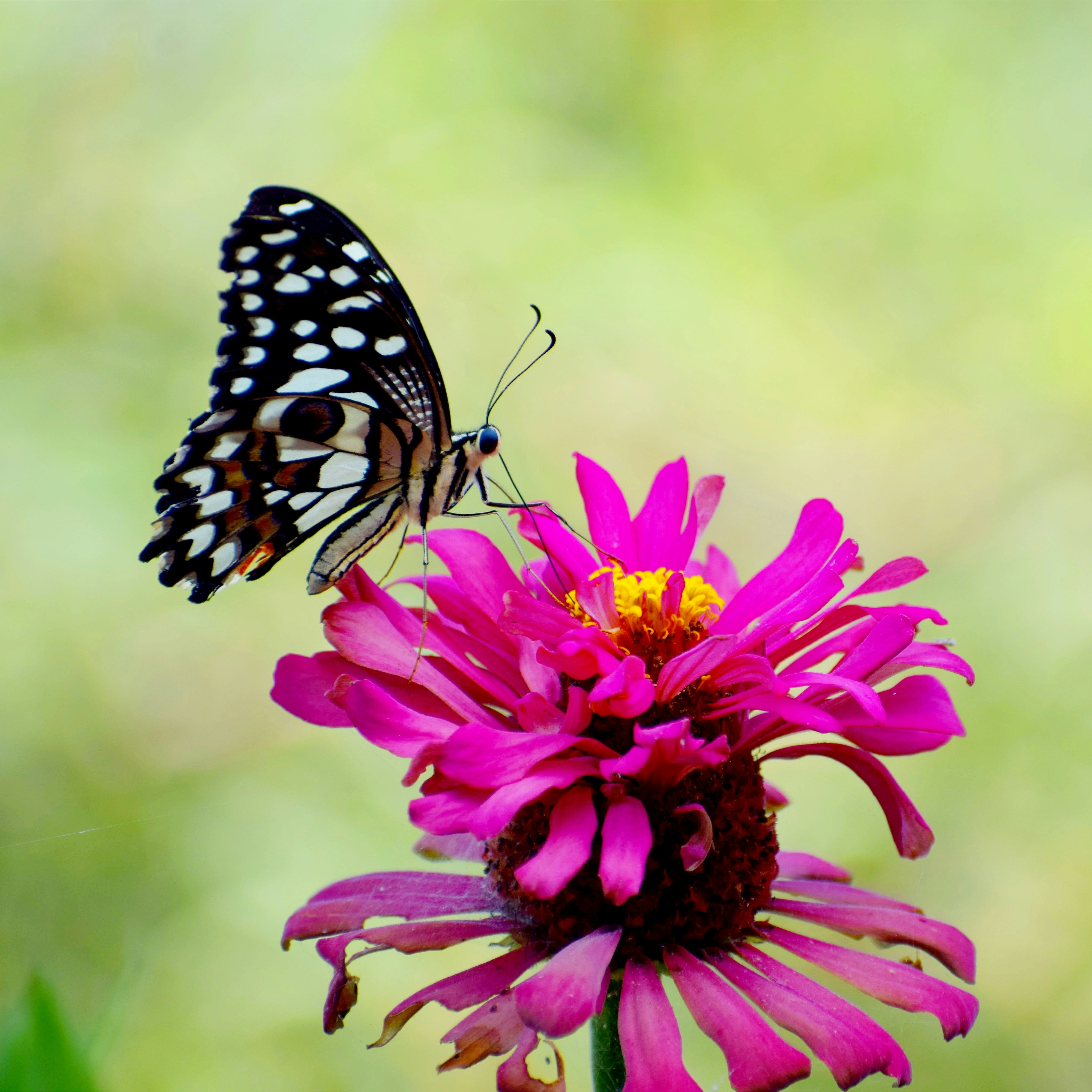 A butterfly sitting on top of a purple flower