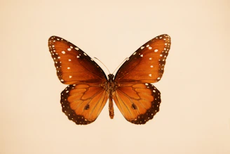 A large orange butterfly flying through the air