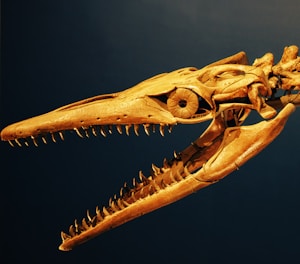 A skeleton of a t - rex is shown against a blue background