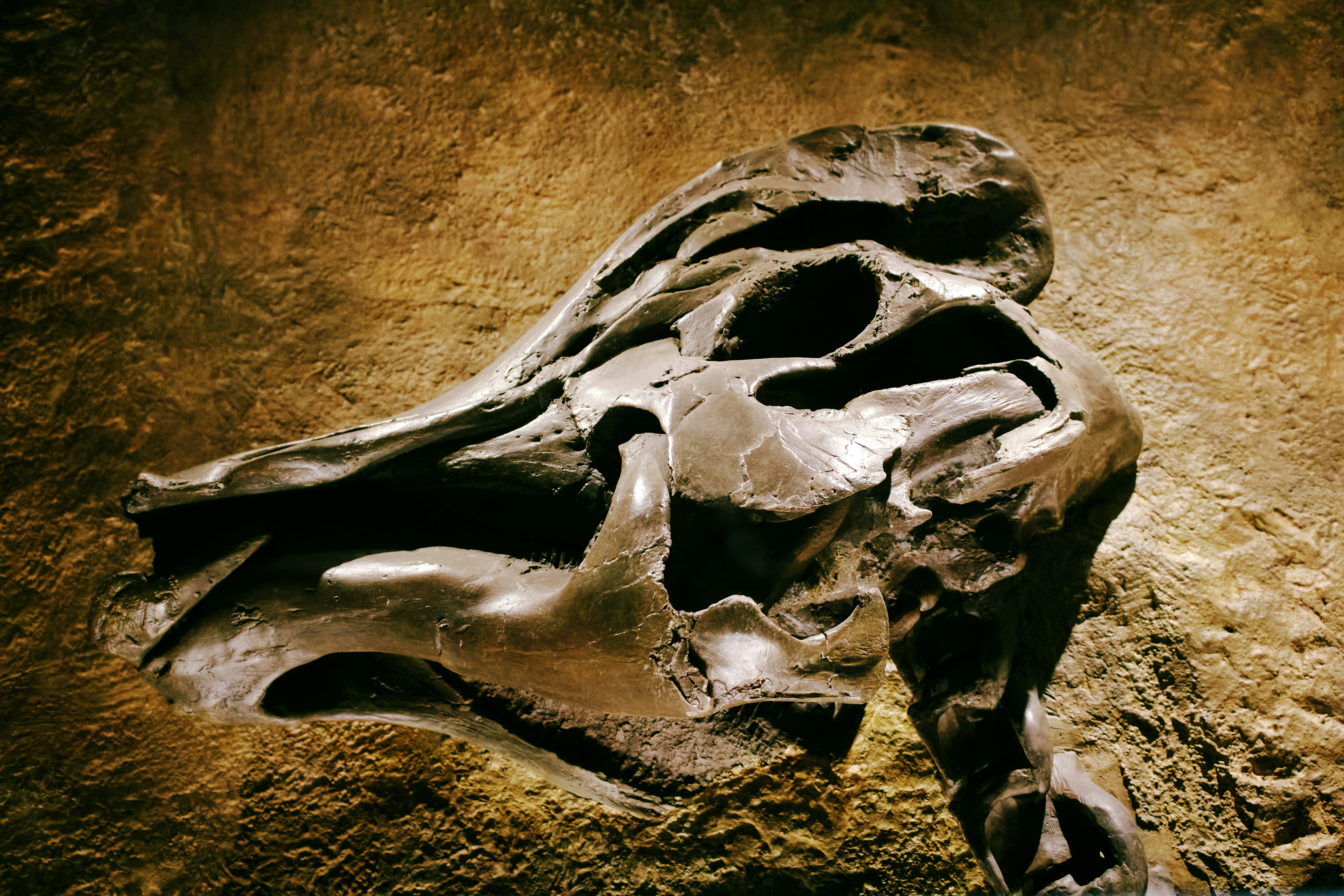 A large animal skull on a rock wall