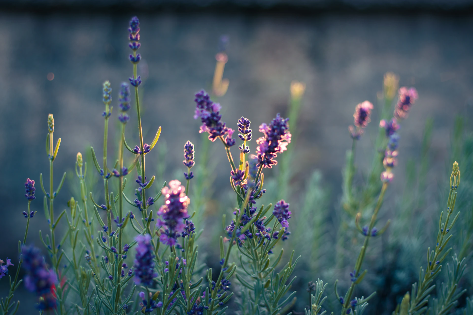 A bunch of flowers that are in the grass