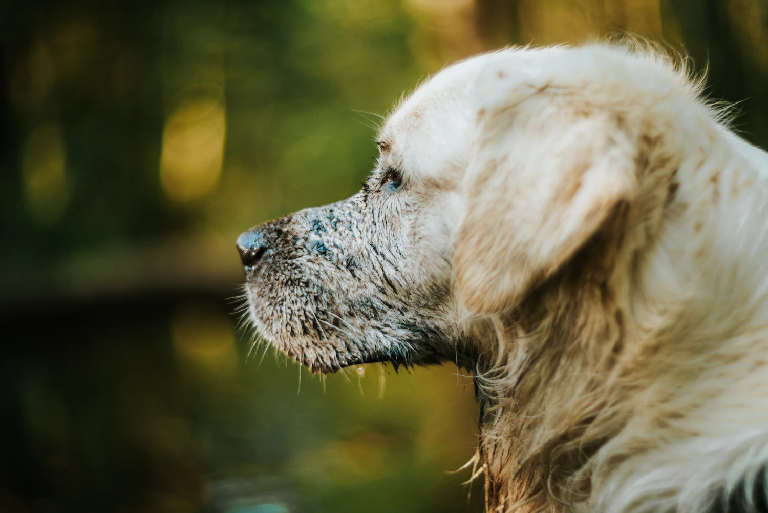 Retriever in profile with a muzzle caked in river silt after a retrieve