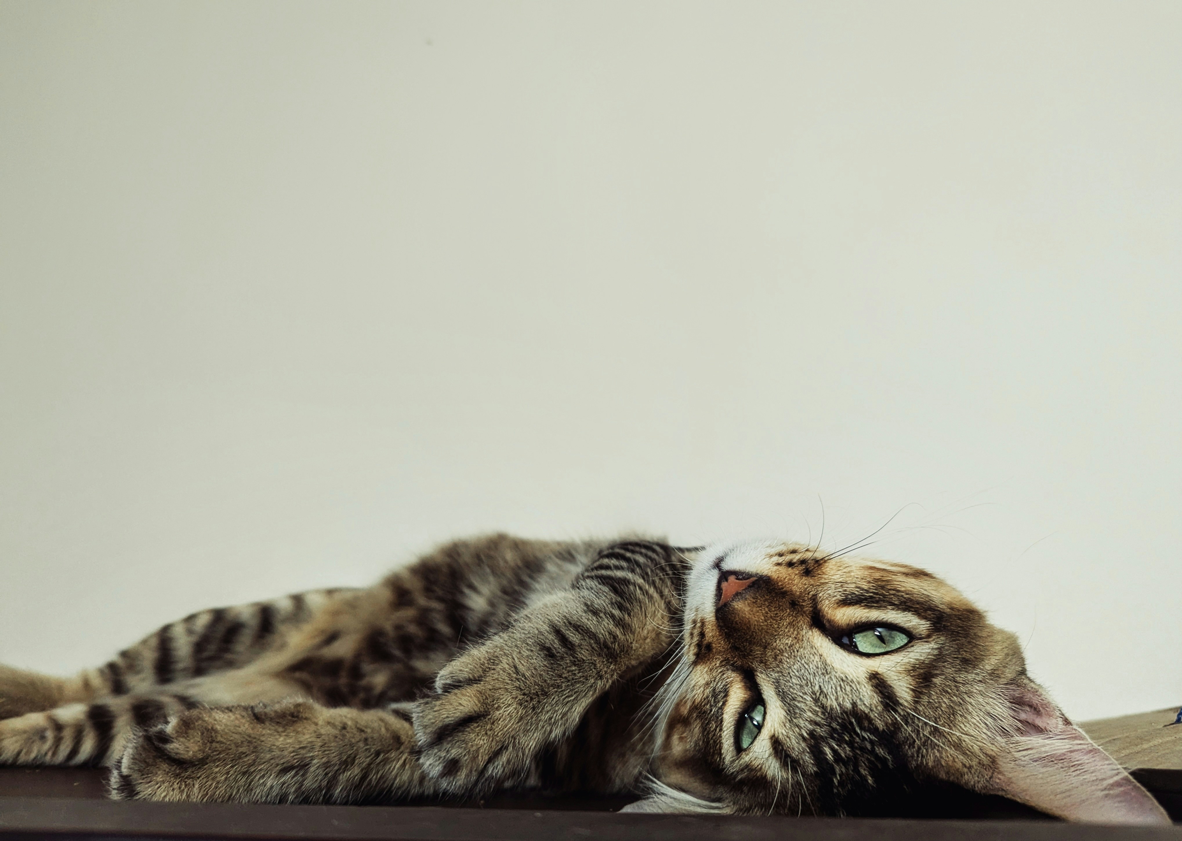 Personal Stories: The Stare That Changed Everything (image credits: unsplash)