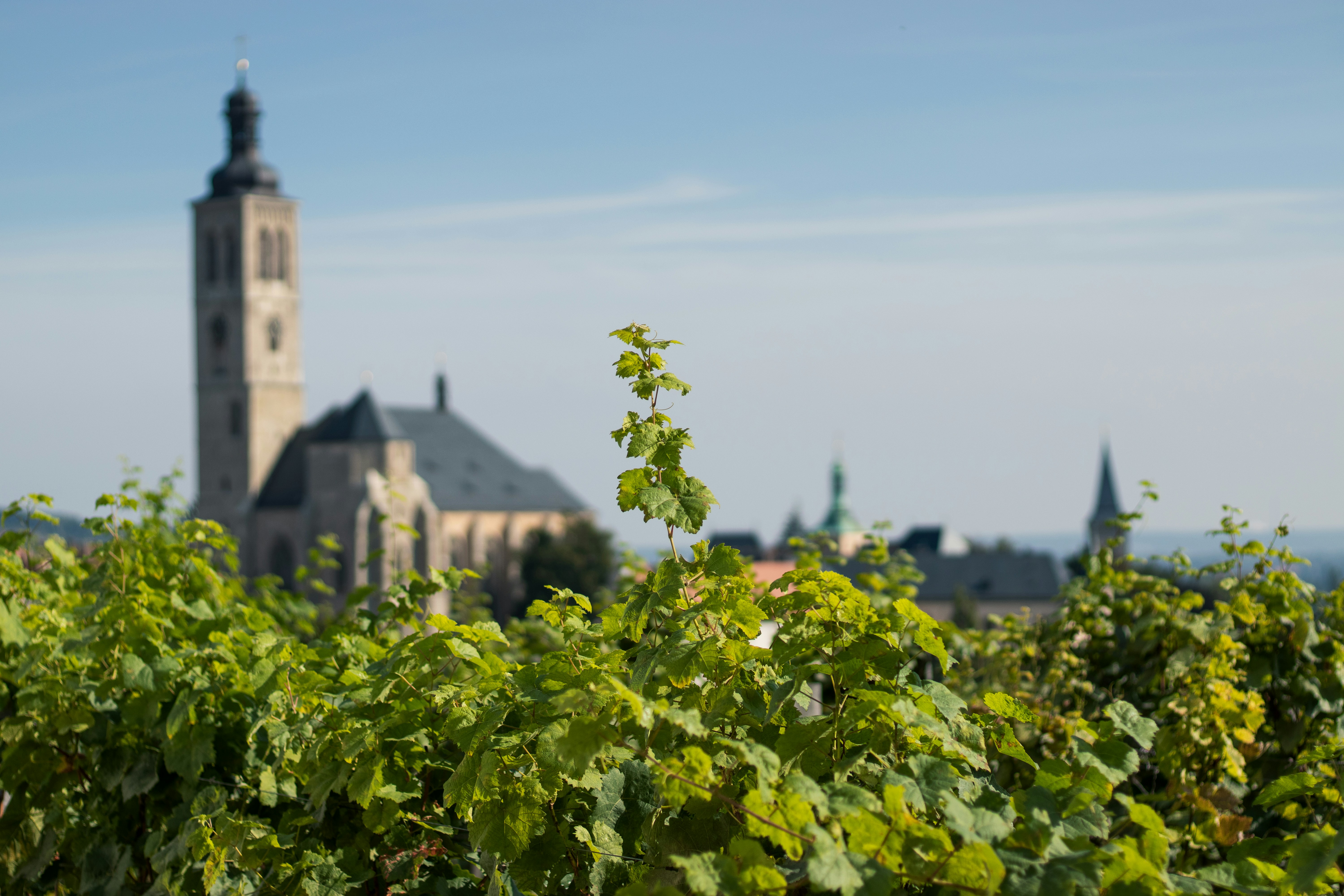 vineyard in Kutná Hora