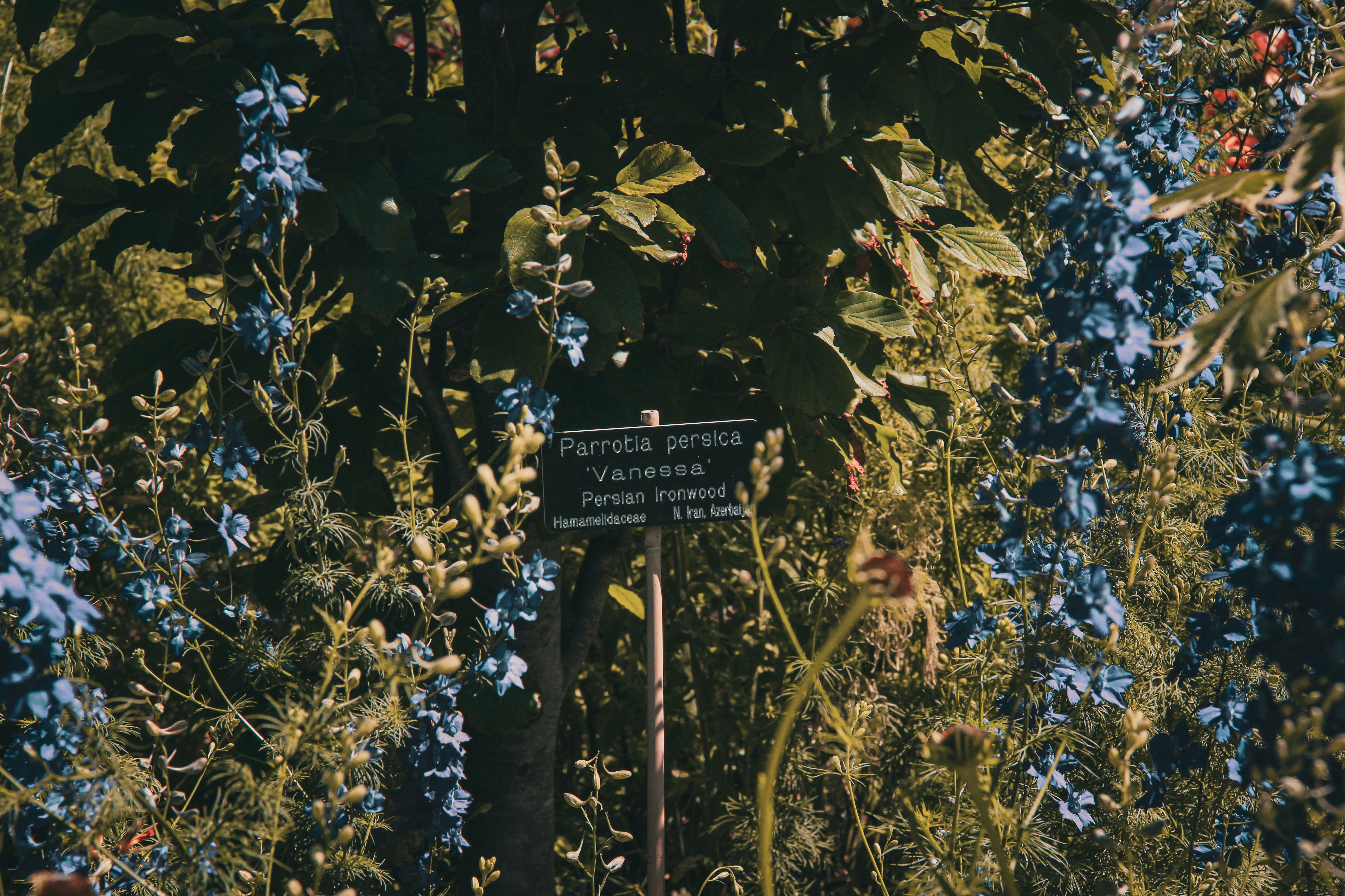 Semaglutide in Herminie, PA: A Practical Guide to Medically Supervised GLP-1 Weight Loss Options