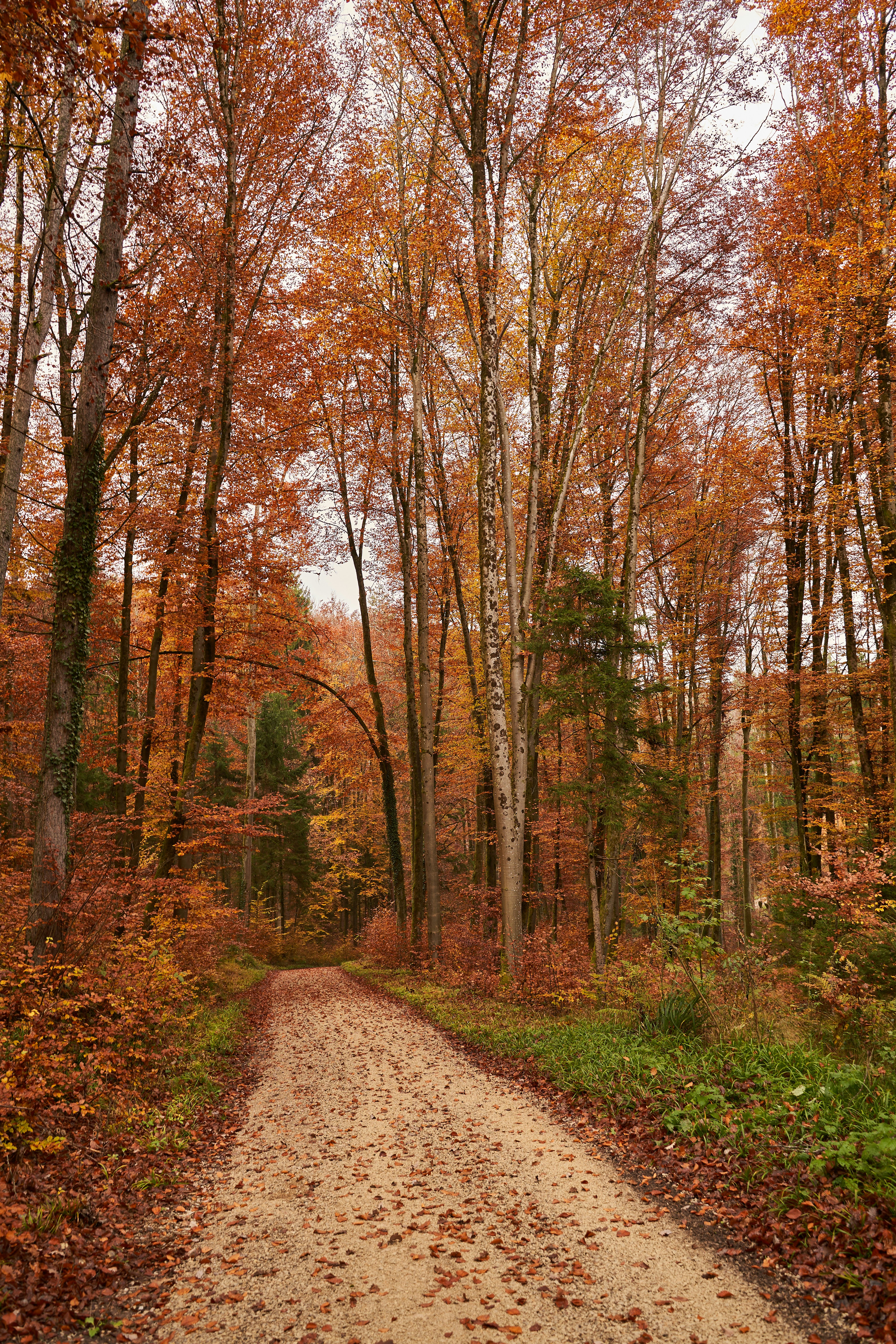 Photo by wolfgang_hasselmann